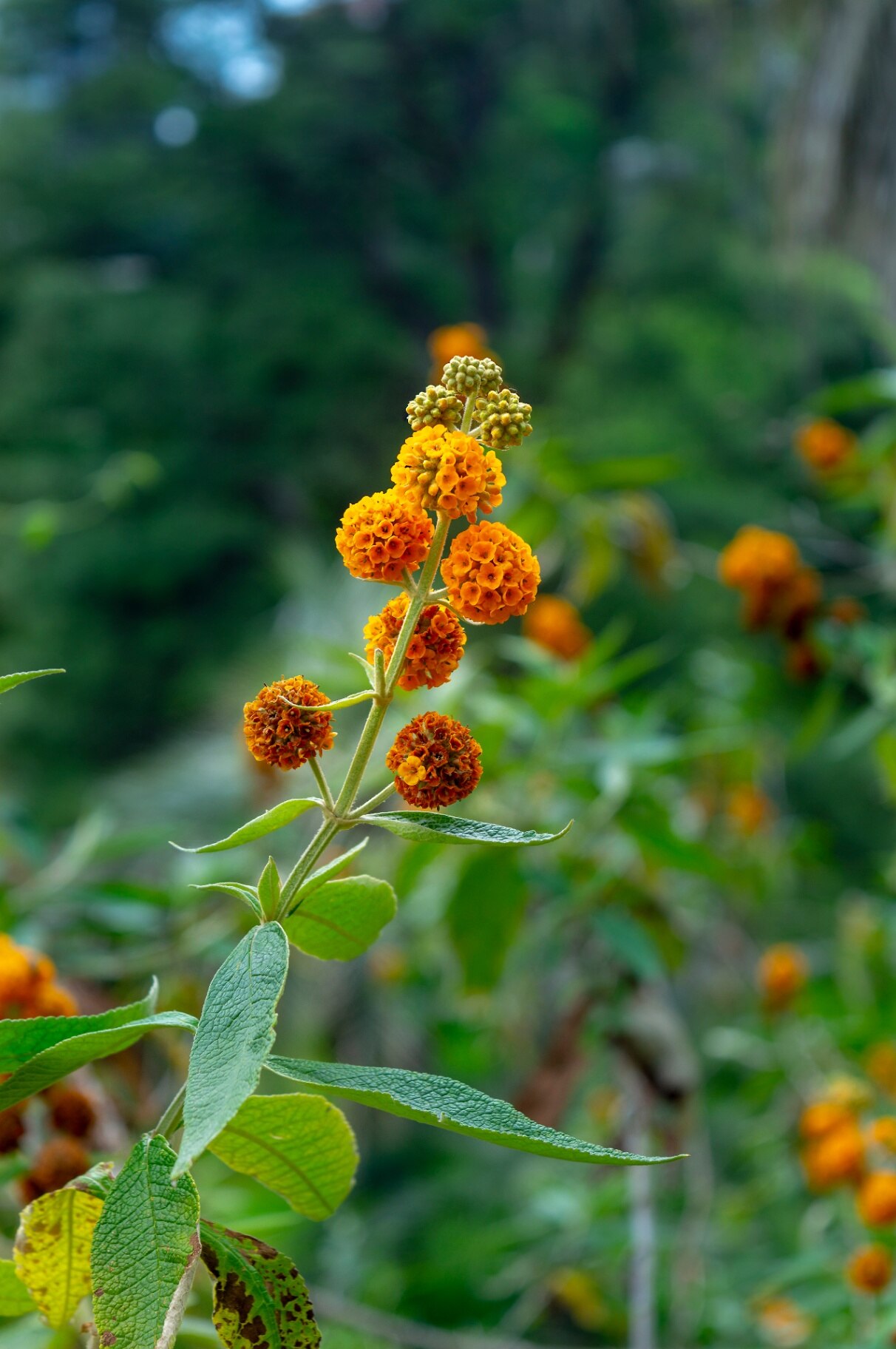 Buddleja globosa, also known as the orange-ball-tree, is a species of flowering plant endemic to Chile and Argentina