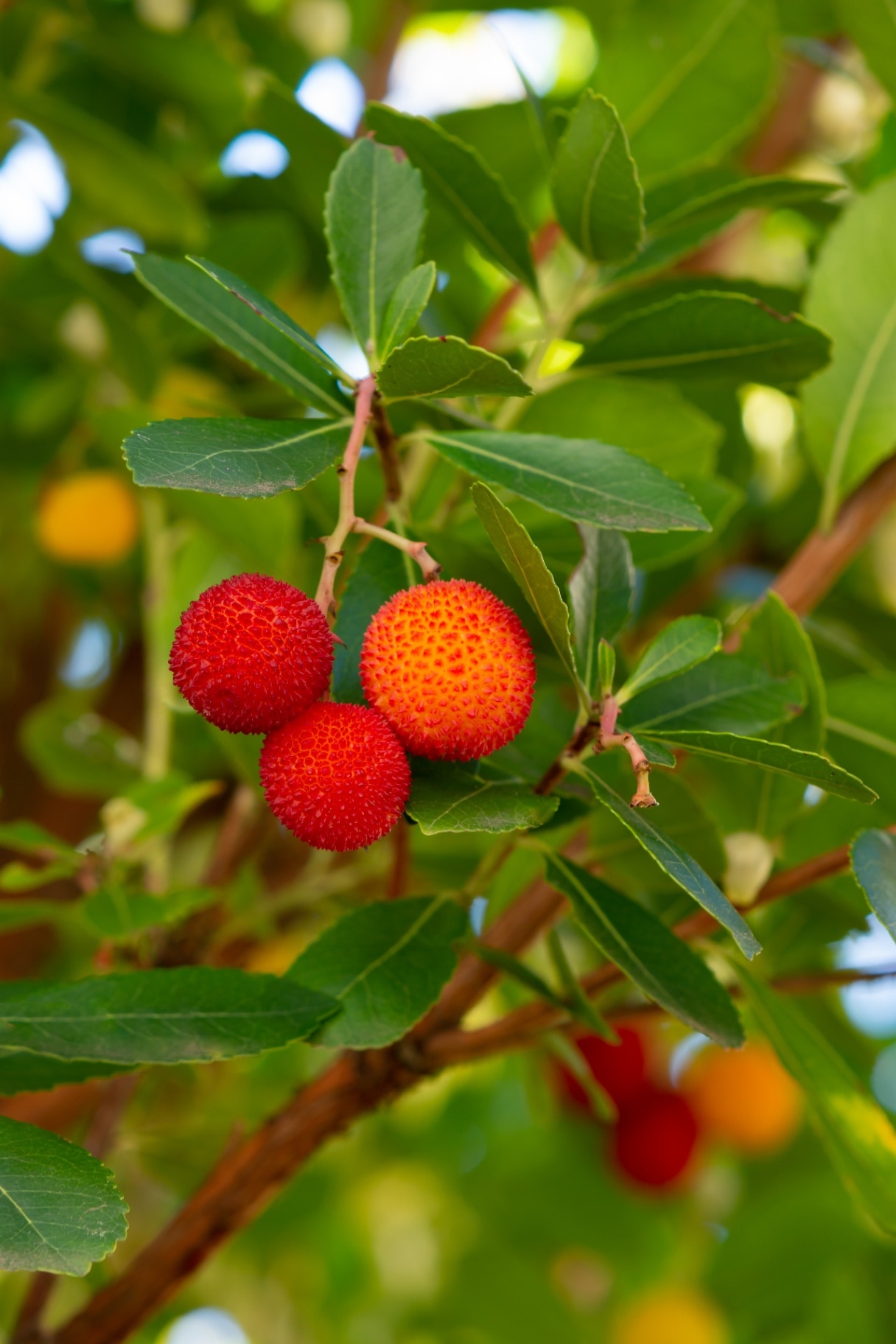Arbutus unedo 