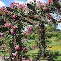 Pink climbing Noisette rose (Rosa) Chaplin's Pink Climber blooms on a wooden pergola in a garden in June