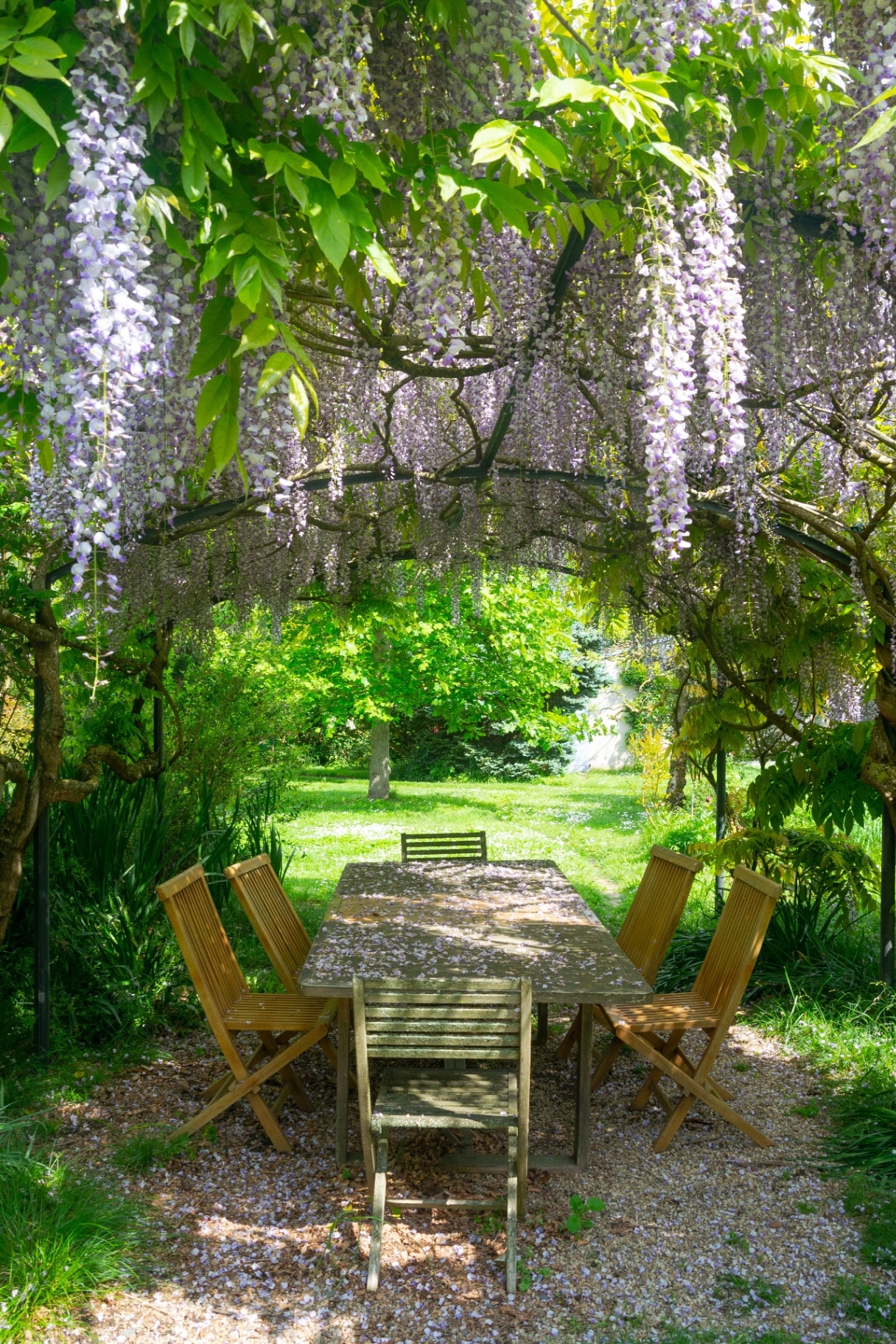 Table with chairs in the gazebo under blooming wisteria in spring