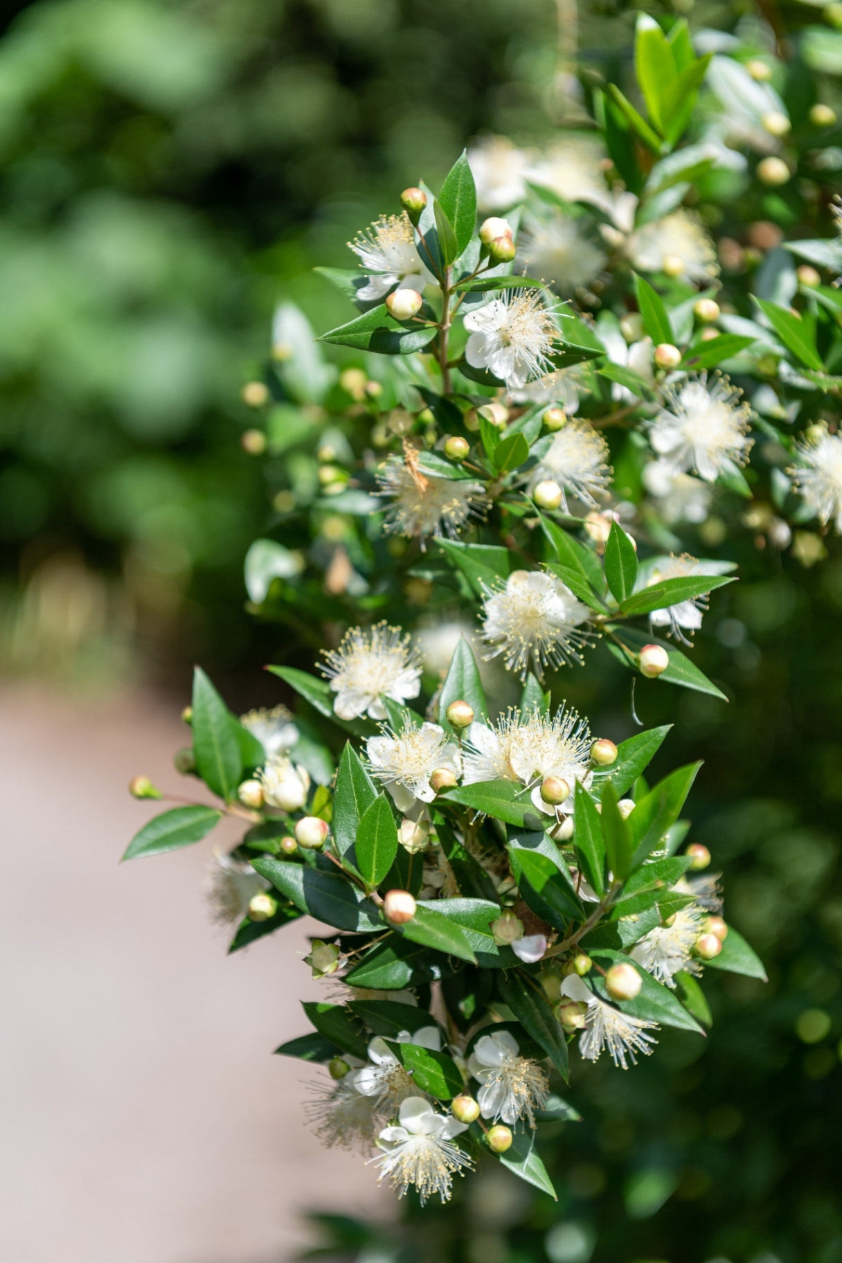 Close up of common myrtle (myrtus communis) flowers in bloom