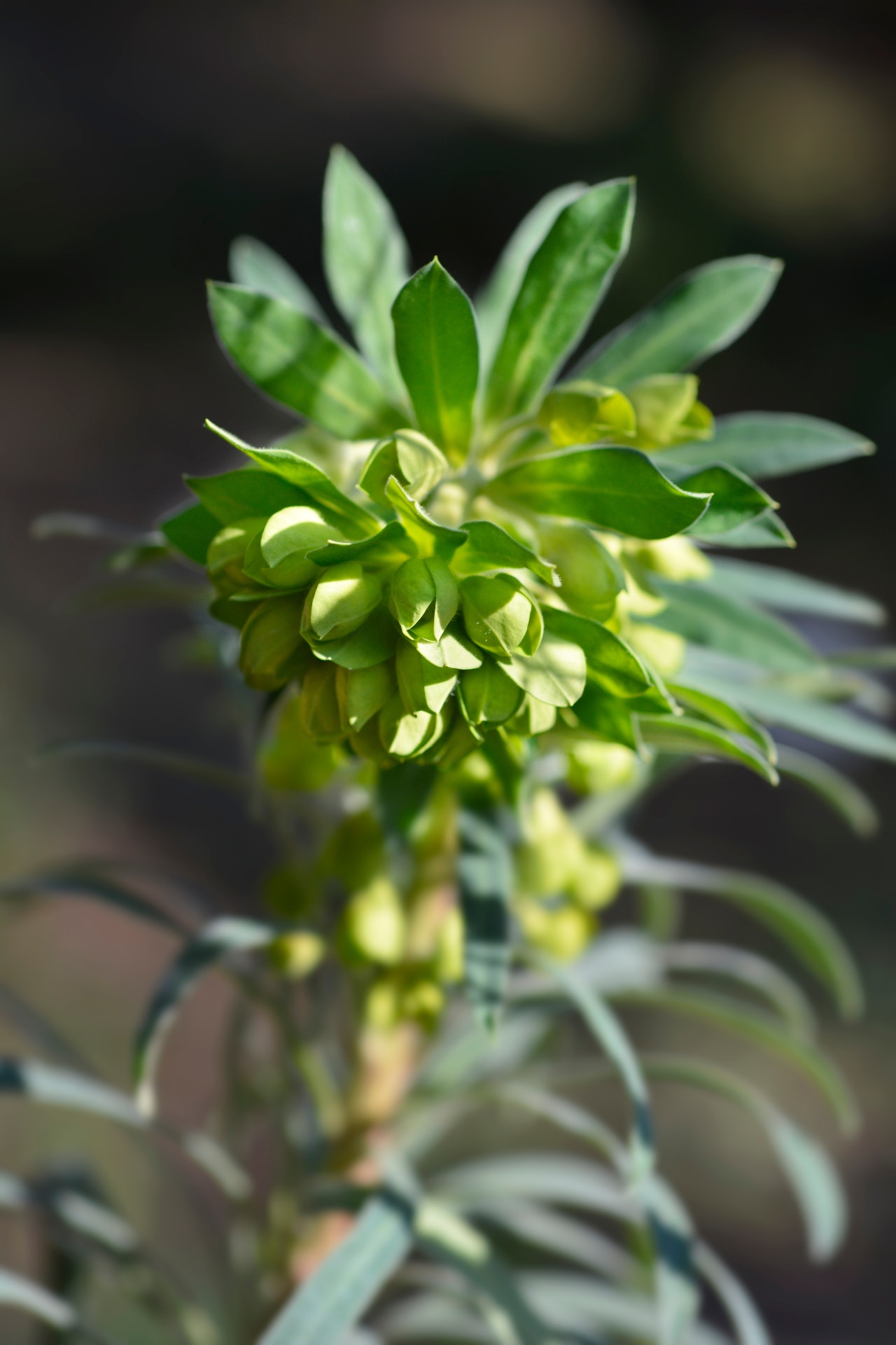 Wulfens spurge flower - Latin name - Euphorbia characias subsp. wulfenii