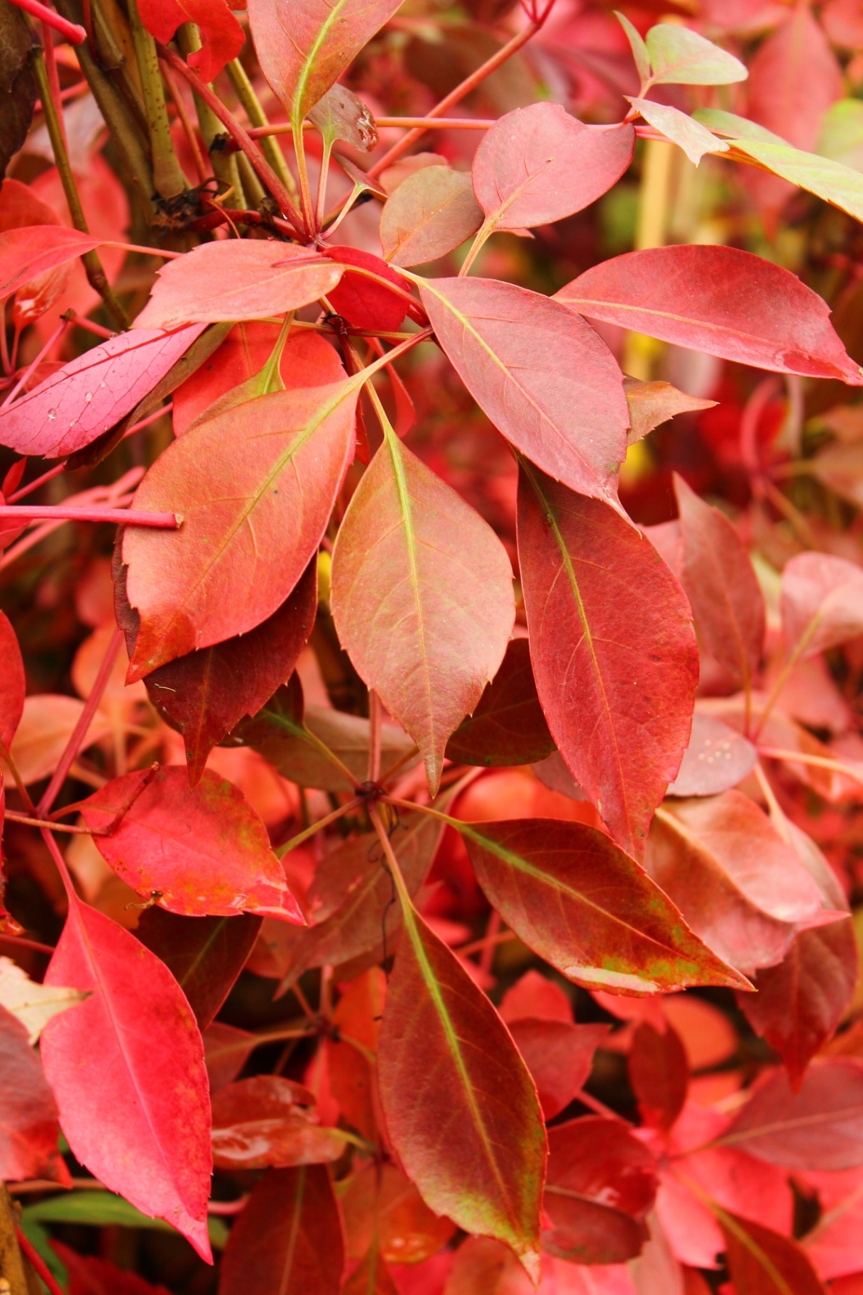Parthenocissus henryana, climbing plant with red leaves in autumn