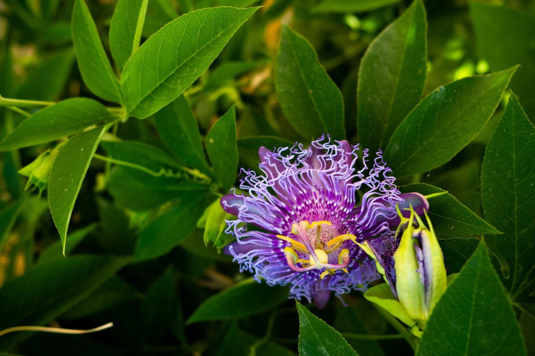 Passiflora incarnata Purple passionflower flower 