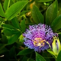 Passiflora incarnata Purple passionflower flower 