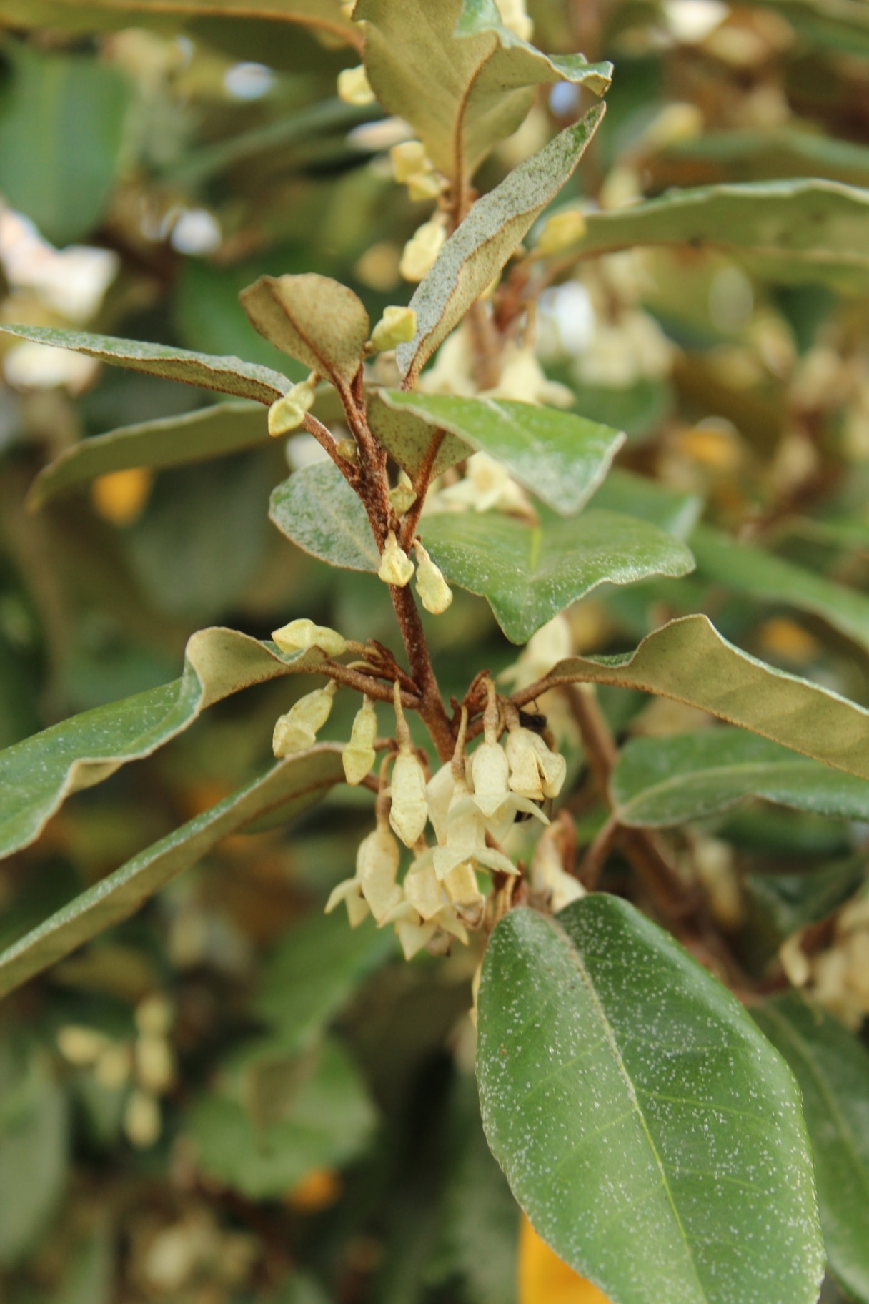 Elaeagnus ebbingei, evergreen bush with red fruits