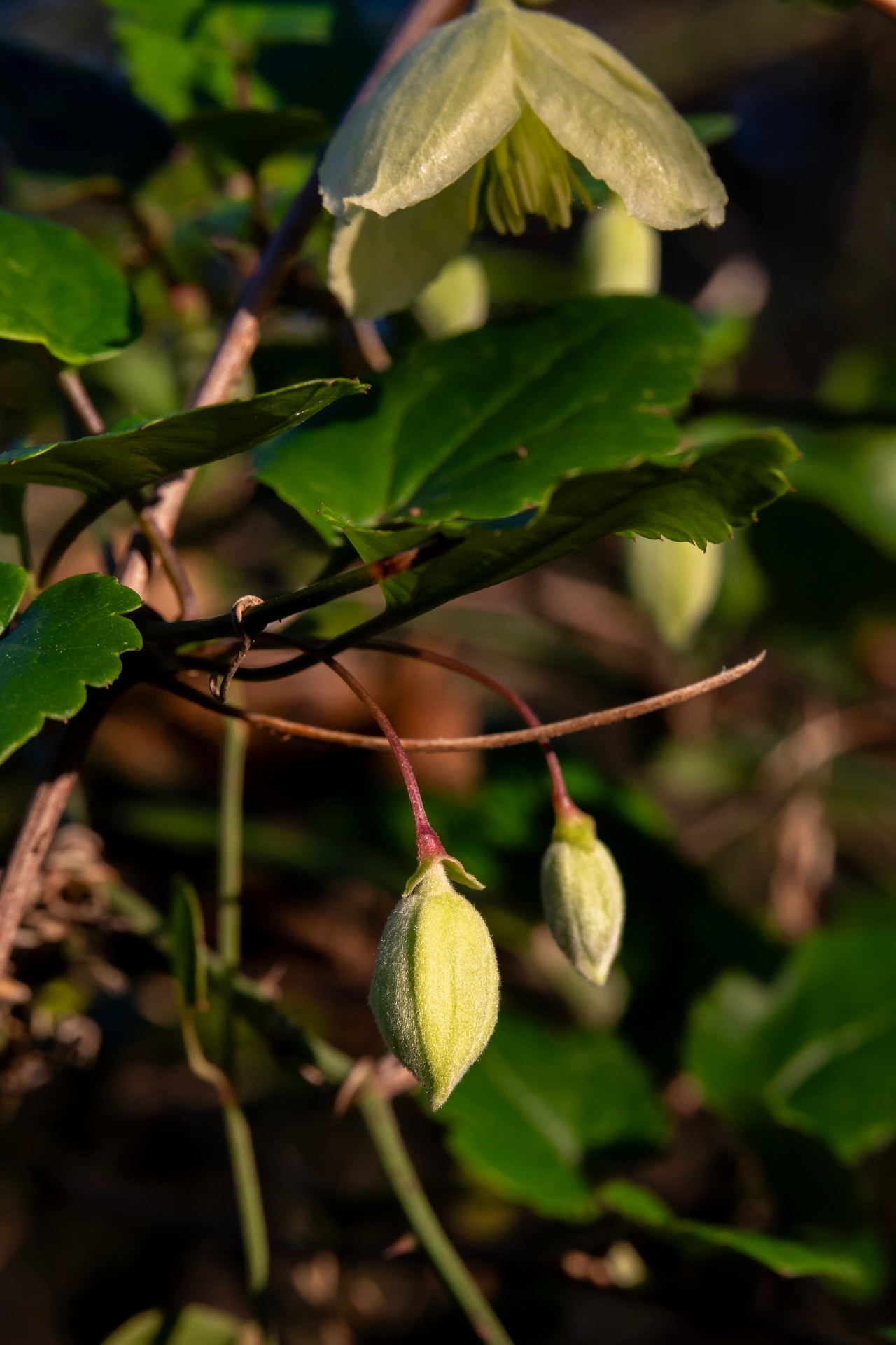 Delicate light yellow flower of Clematis cirrhosa vine 