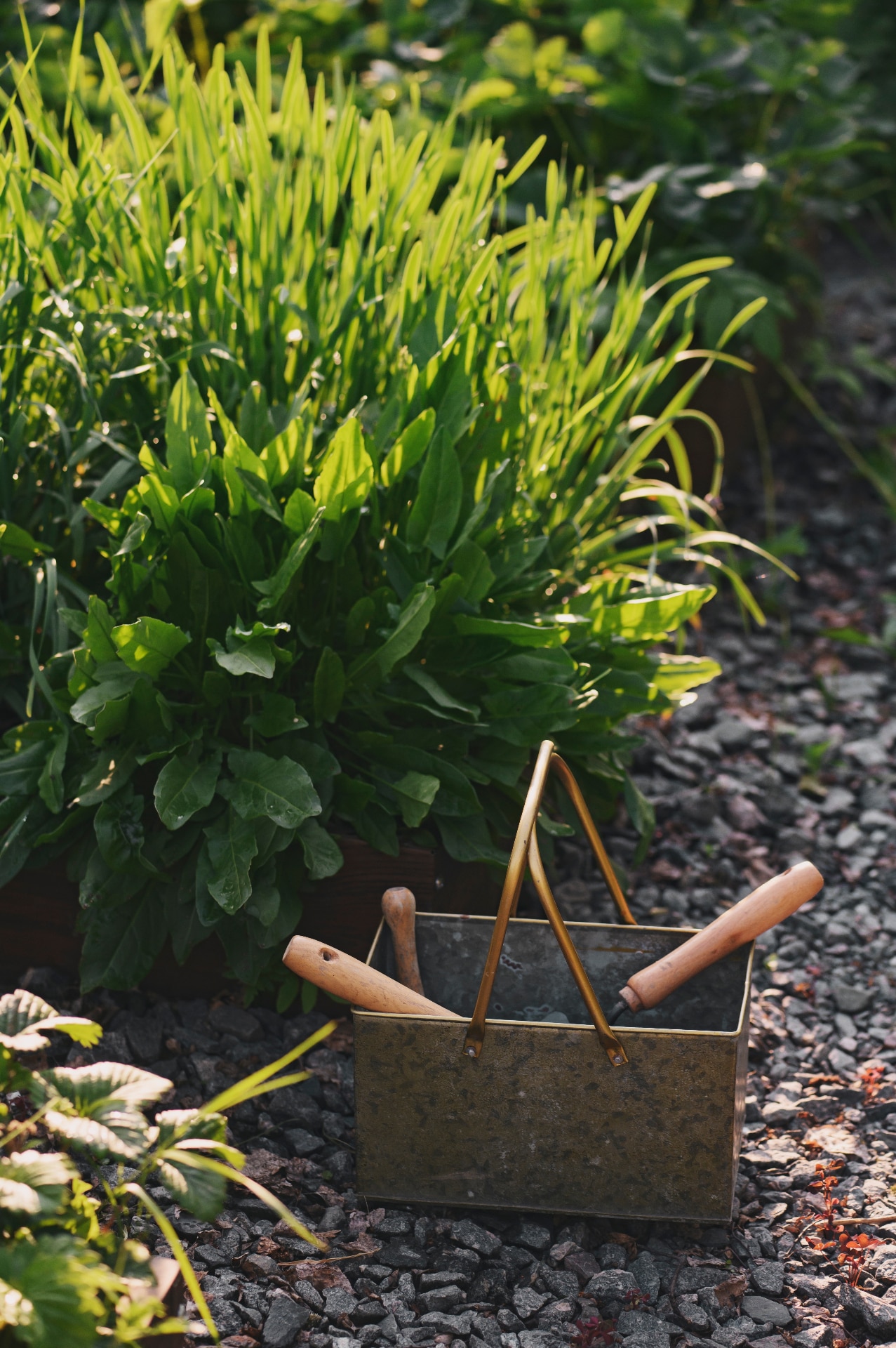 sorrel and green onion in vegetable garden with tools in storage box. Gravel path in veggie garden area.