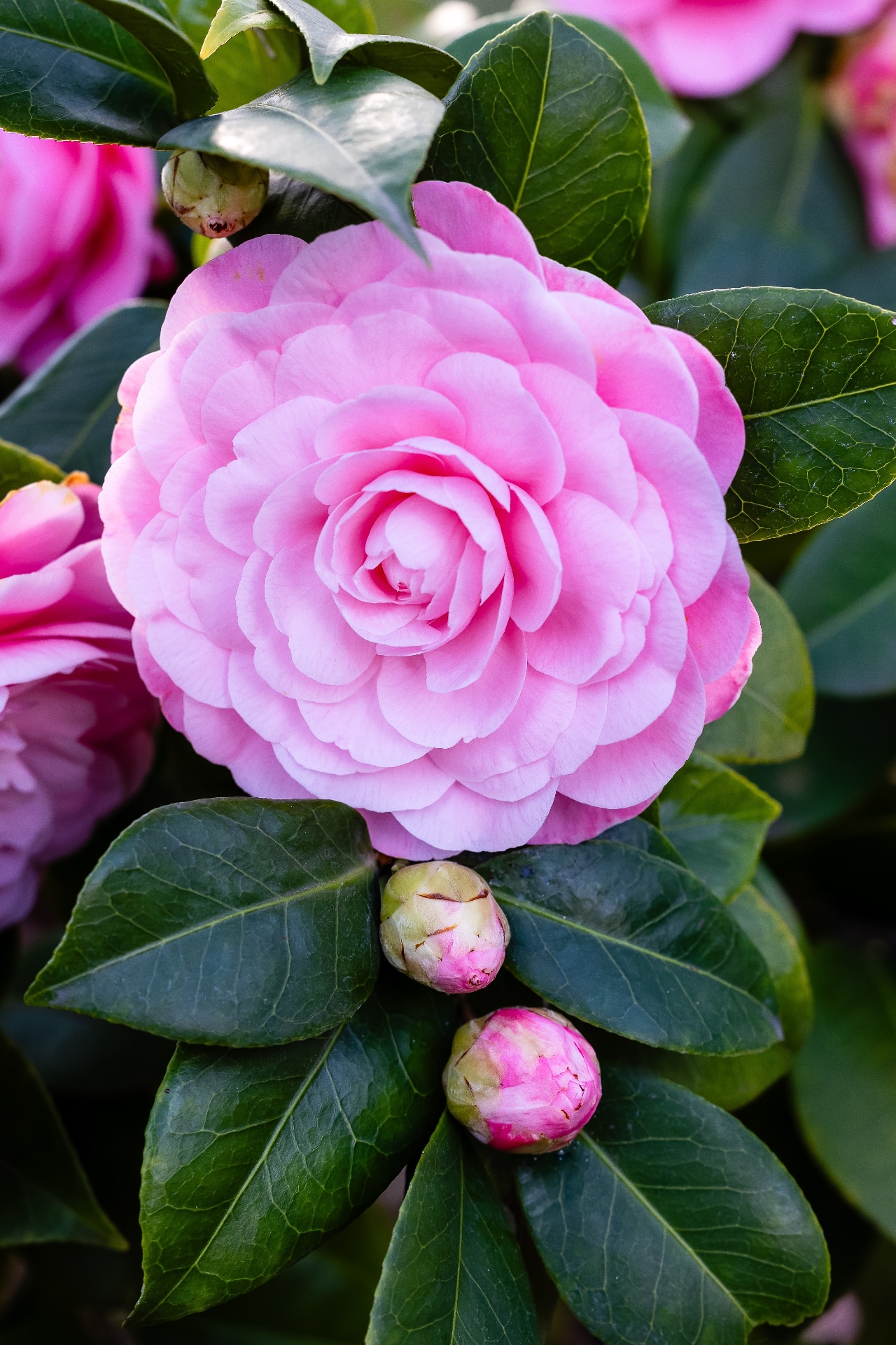 Camellia Japonica Nuccios Cameo flower grown in a garden