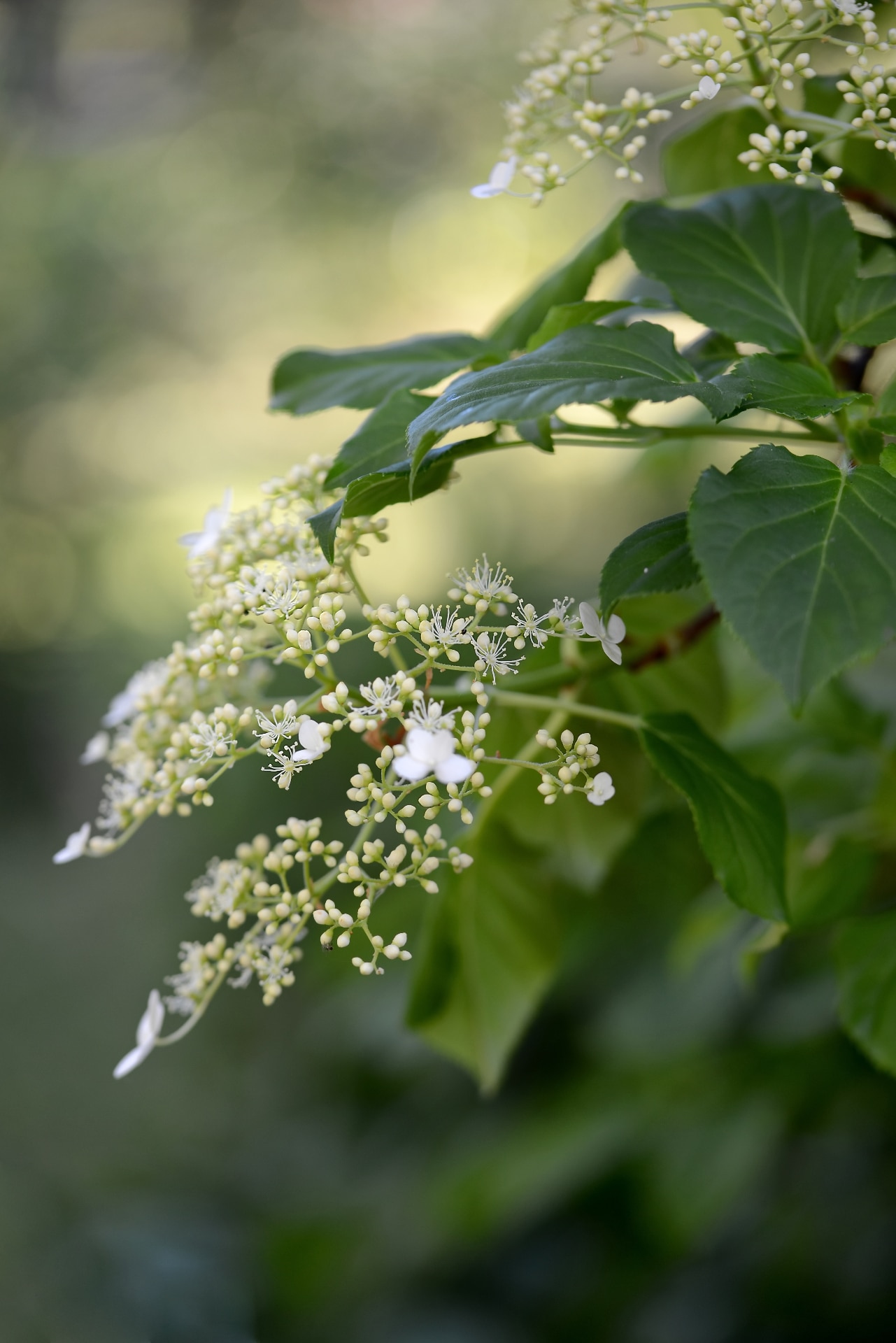 Close up of flowering Climbing Hydrangea, Hydrangea anomala in summer.