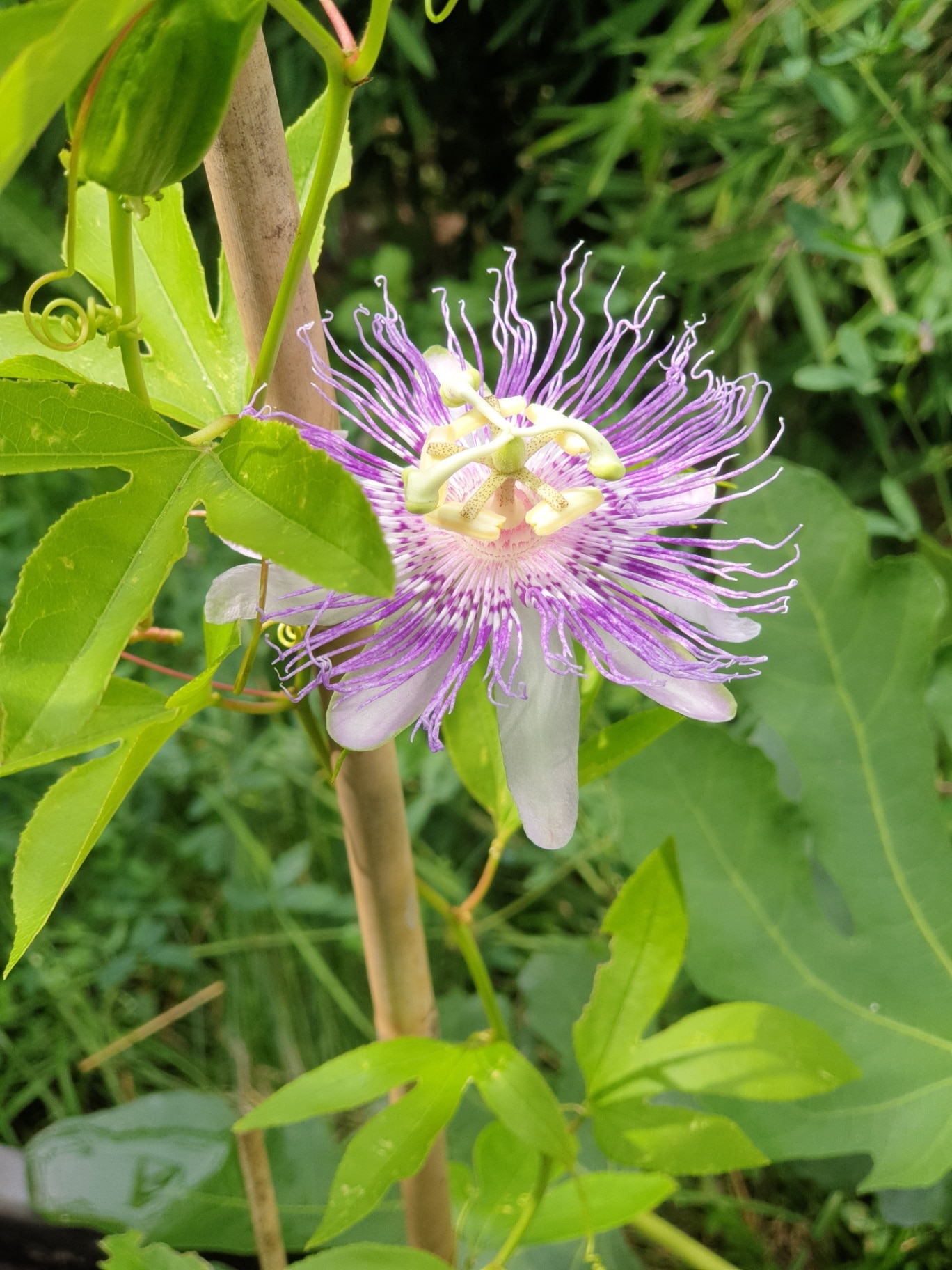 Wild passion vine (Passiflora incarnata)
