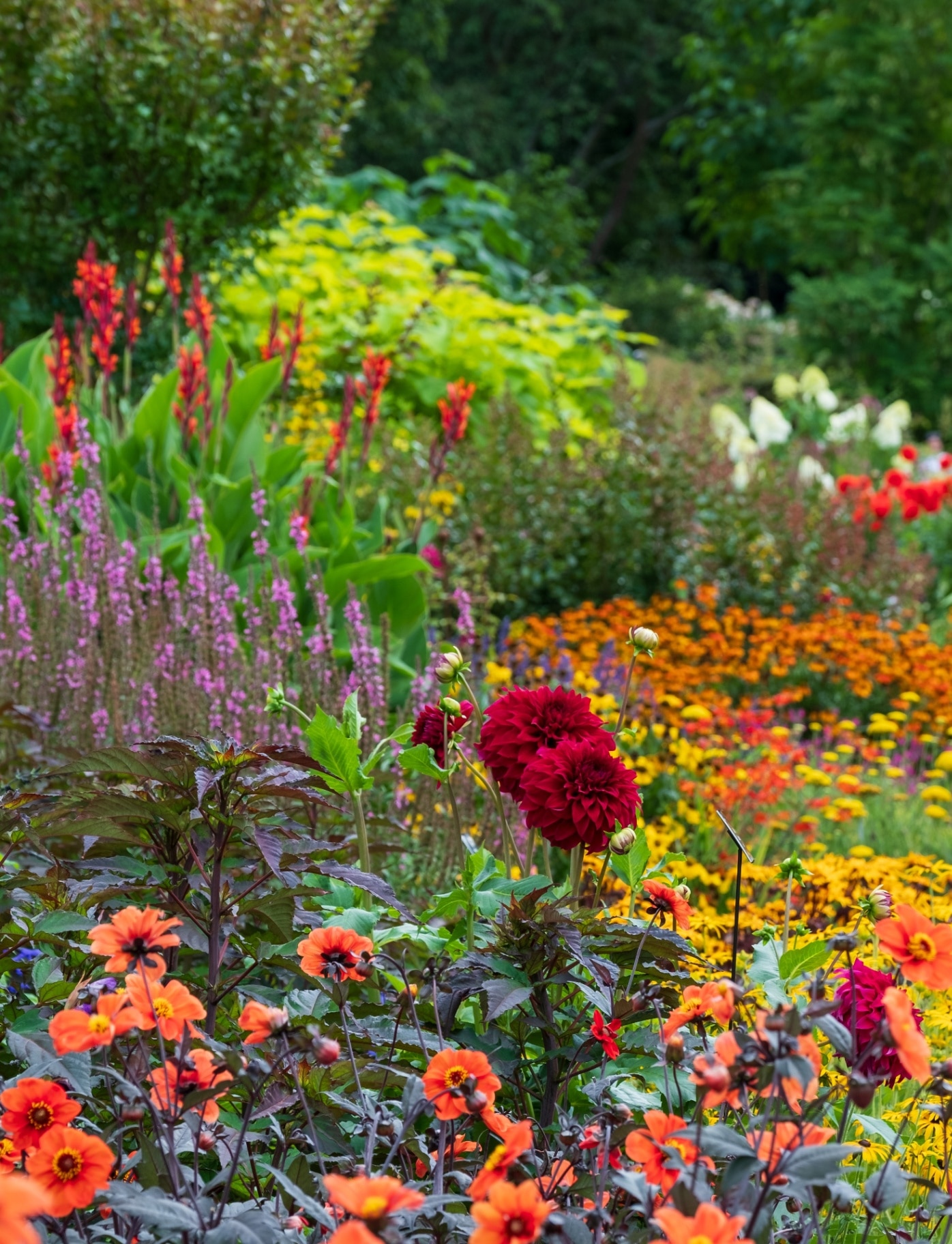 Stunning, colourful mixed flower border at Wisley garden, Surrey UK. The extensive flower beds have mainly perennial plants growing in them.