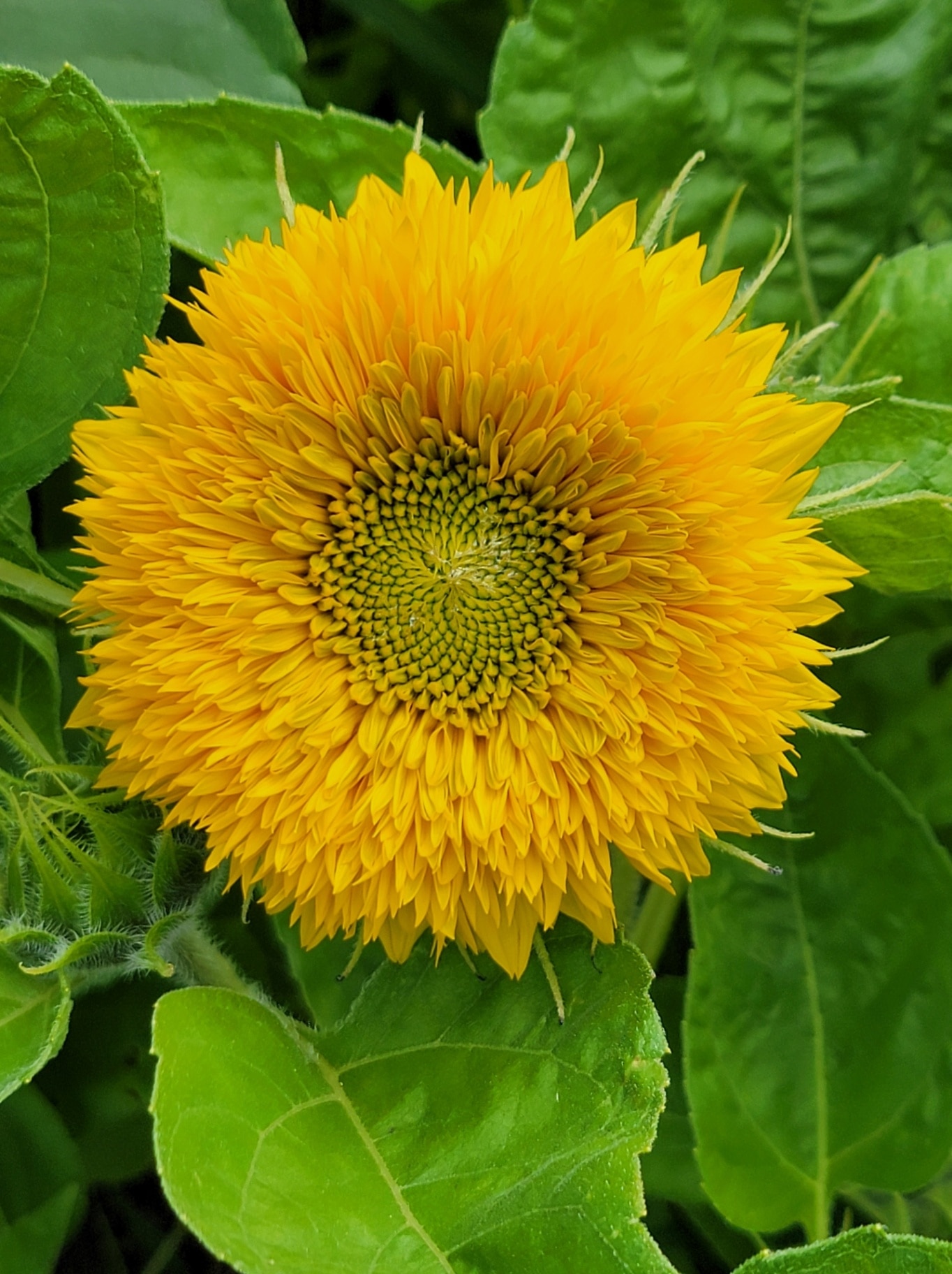 Up close of a teddy bear sunflower
