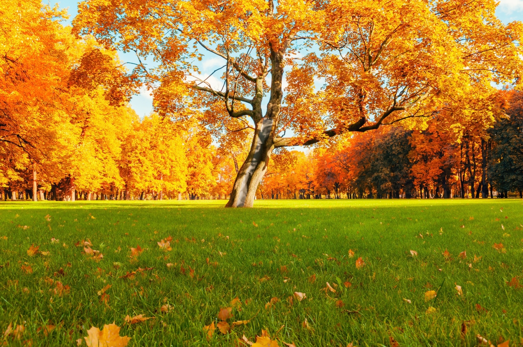 Autumn tree with bright golden foliage in sunny autumn park lit by sunlight
