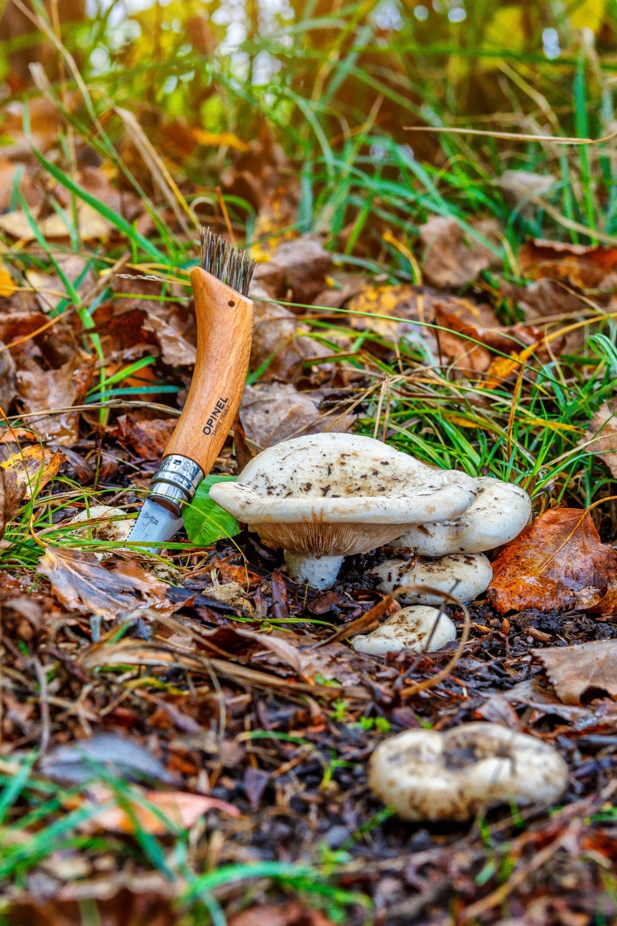 Mushroom knife from the French manufacturer of quality knives Opinel. Knife Opinel for the mushroom hunting in the wild forest