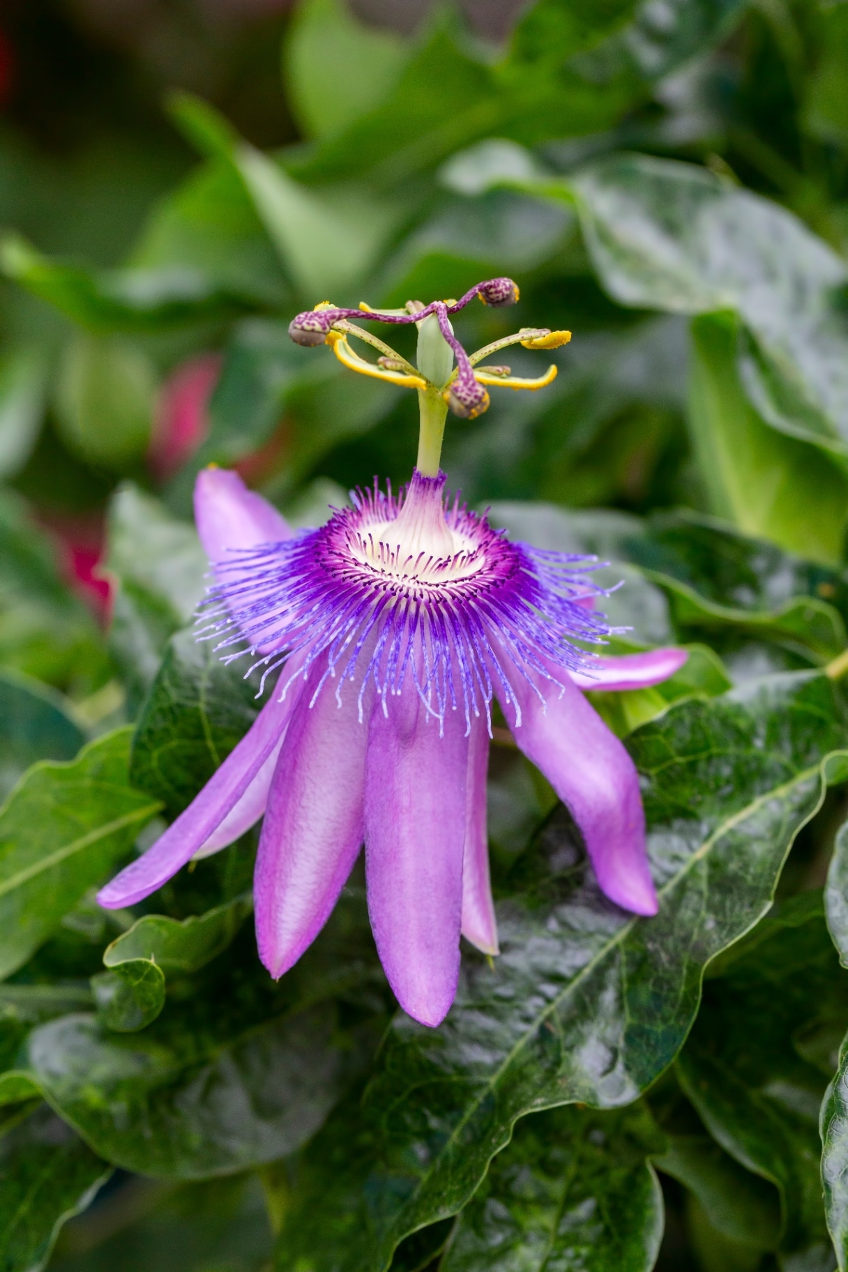 Passiflora amethystina, a species of passion flowers (passion vines).