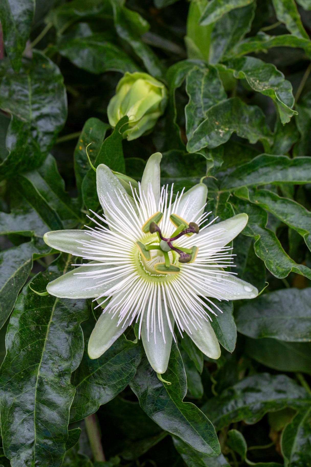 Ivy plant genus. Scientific name; Passiflora caerulea Constance Elliot