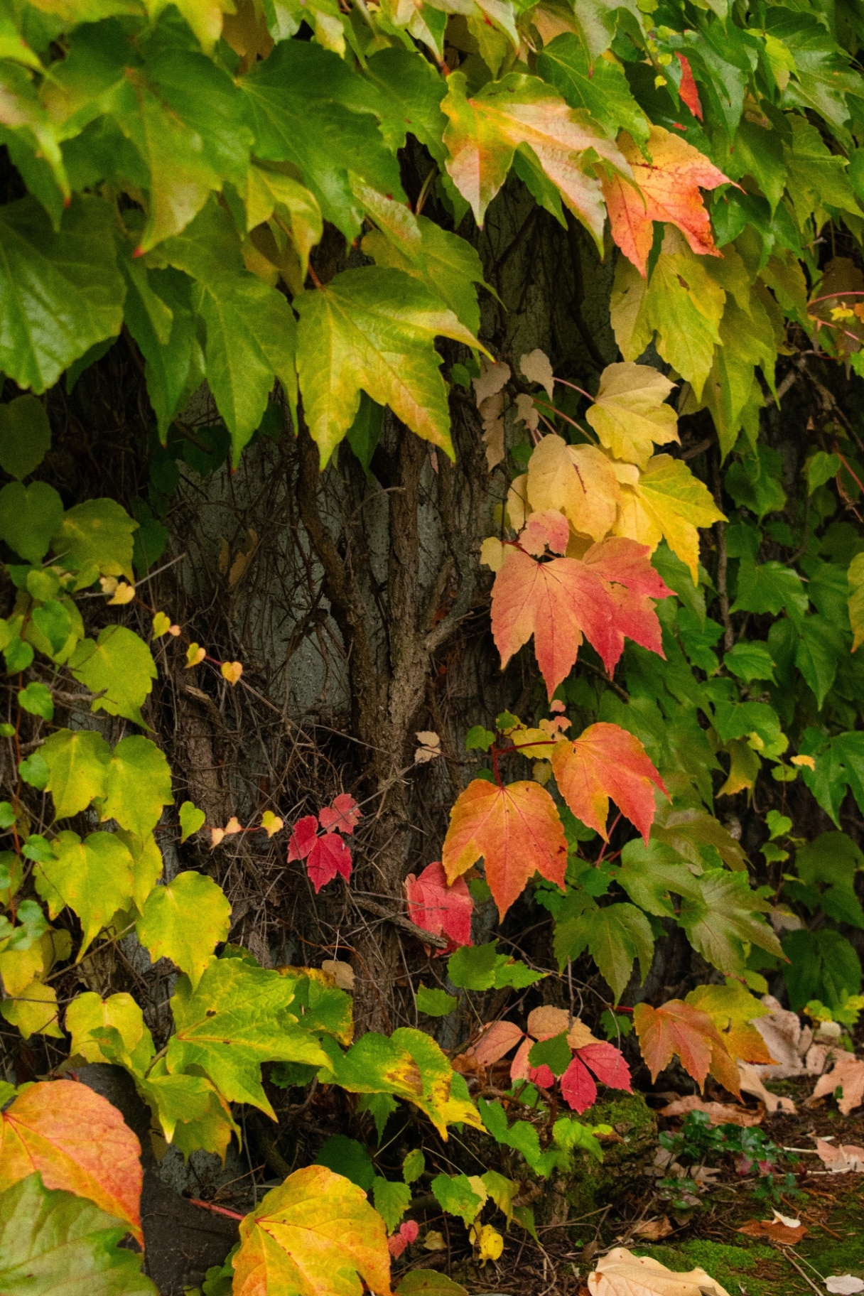 Parthenocissus quinquefolia