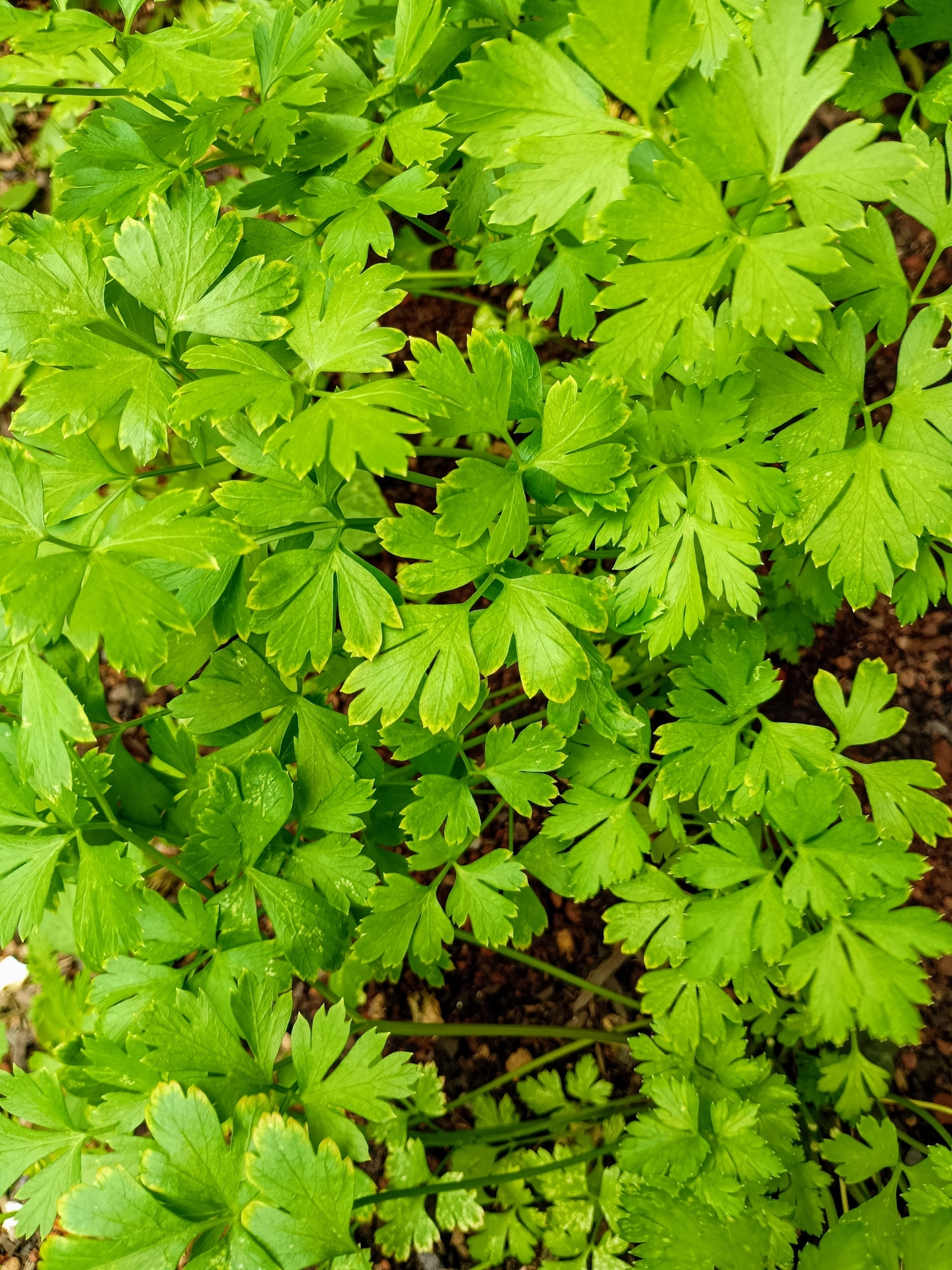 parsley in the home garden 