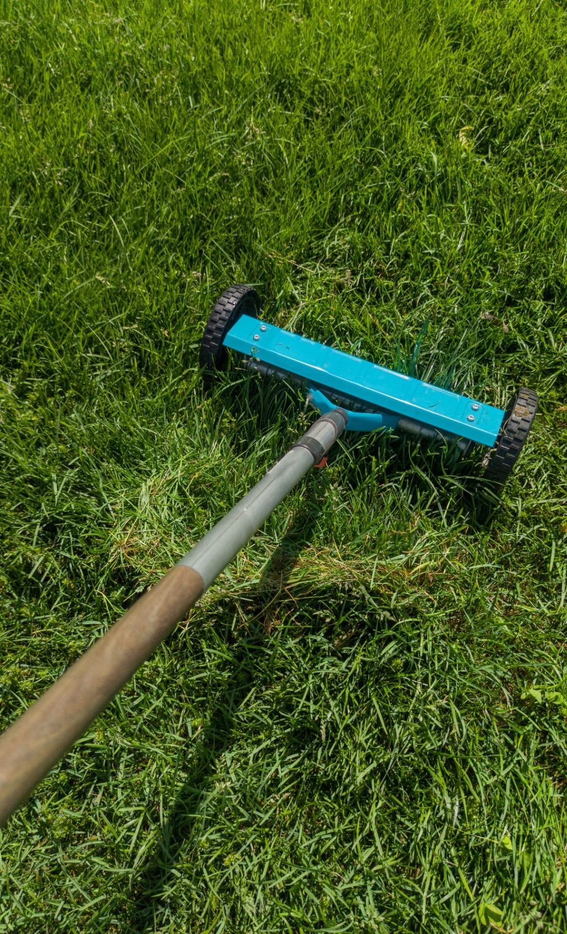 Hand scarifier for lawn in action