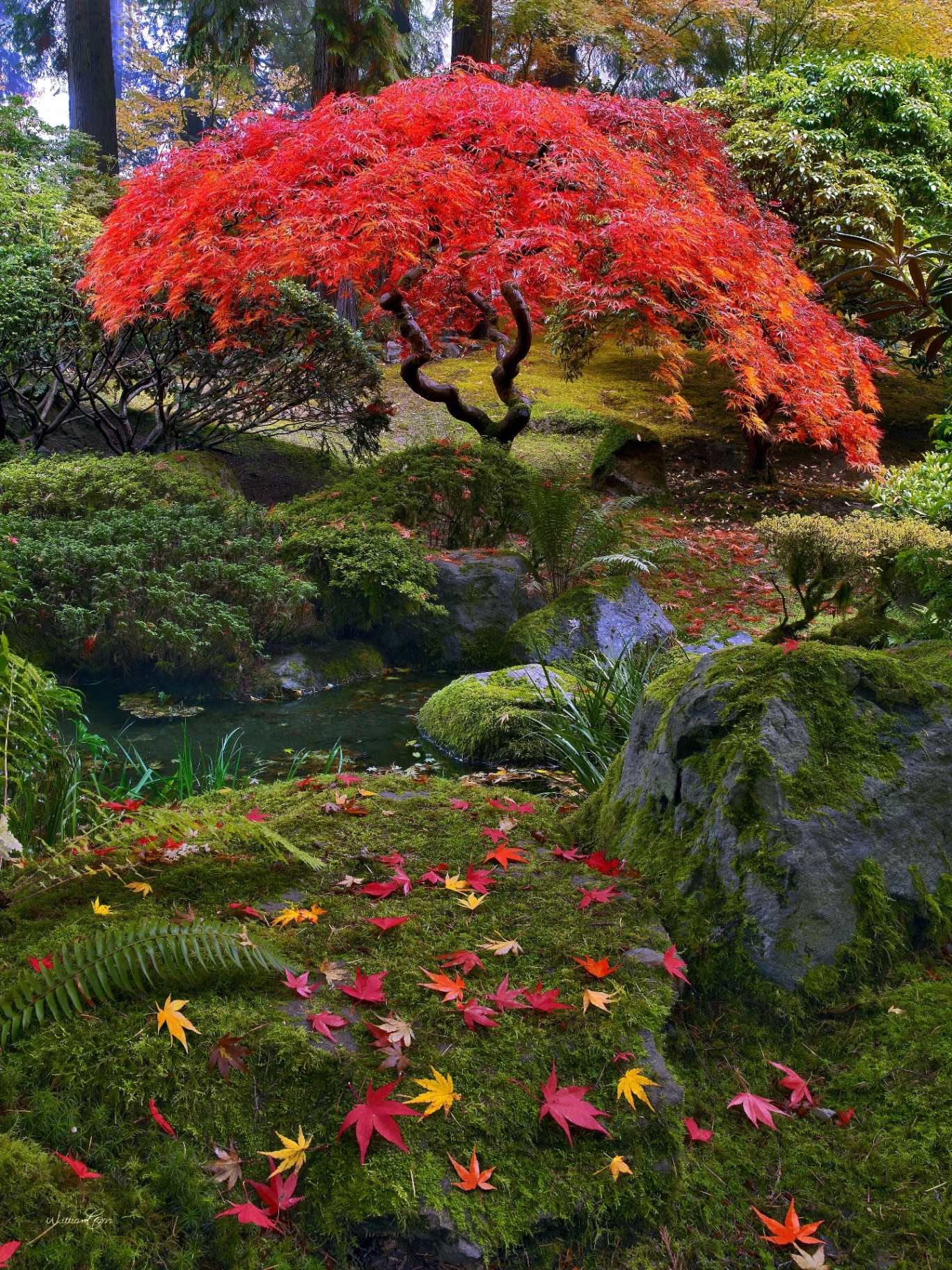 Deep autumn color of a Japanese Maple