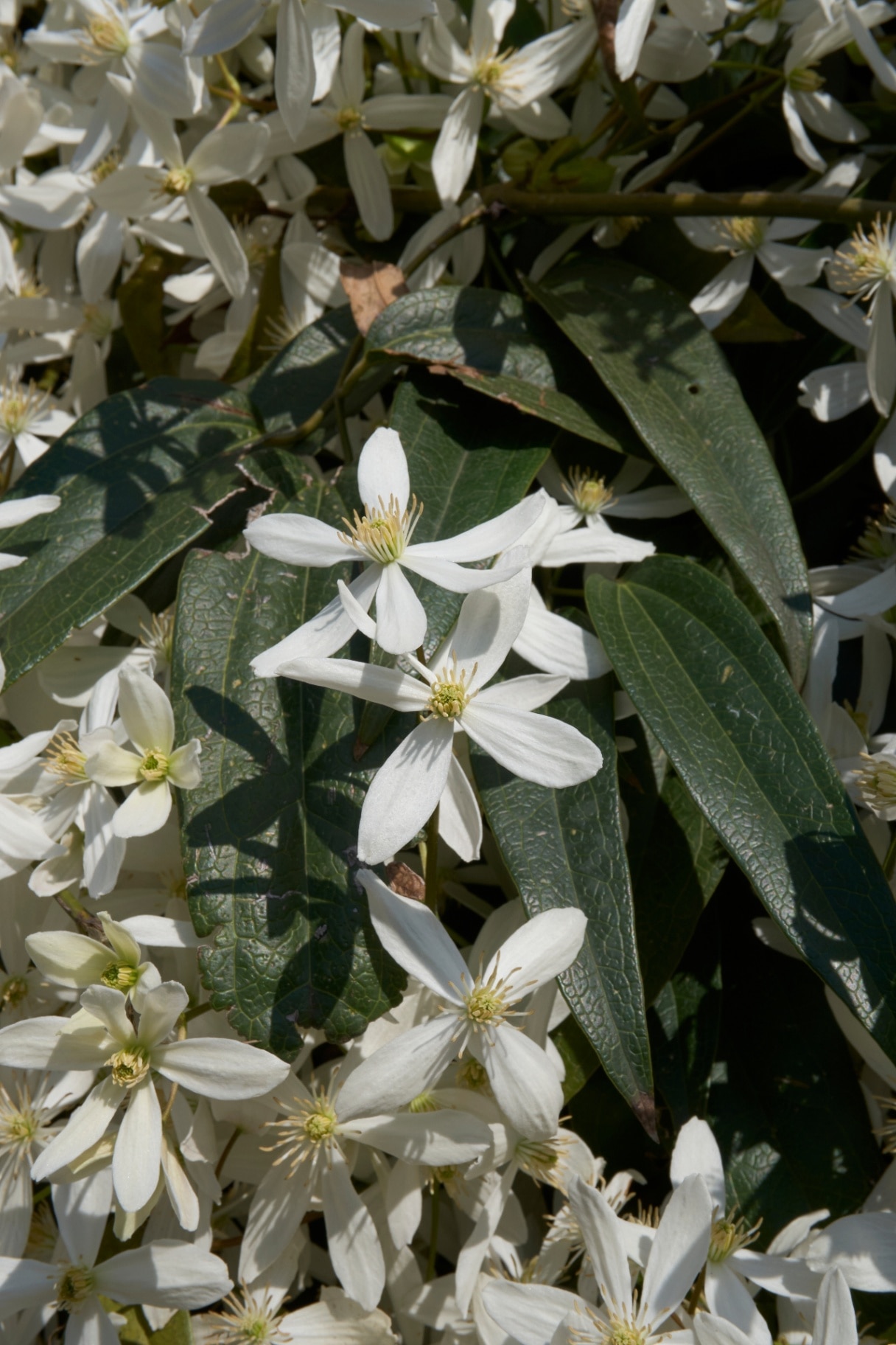 white fragrant blossom of Clematis armandii climber plant      