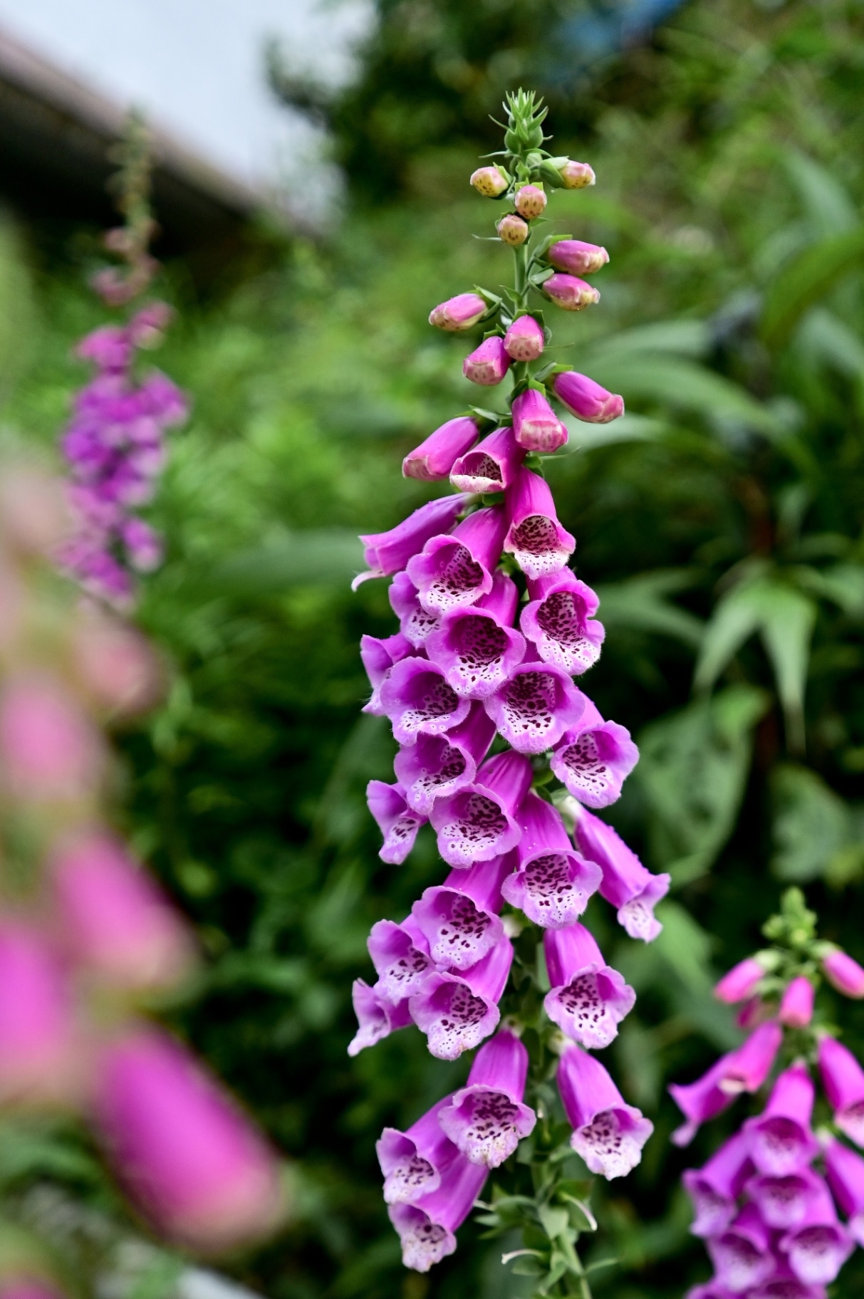 Purple digitalis purpurea known as foxglove