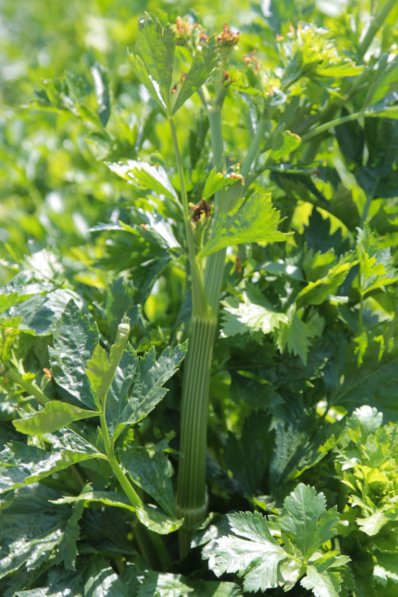 Celery. Celery Plants growing on a farm or in a garden. Fresh green leaf celery. 