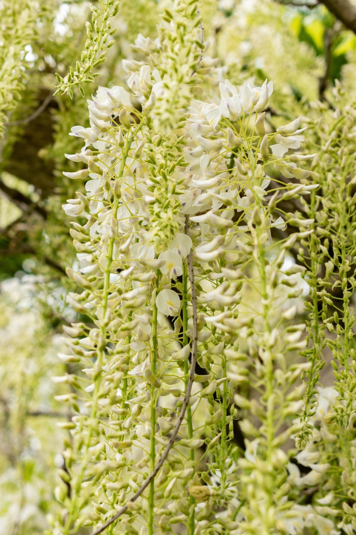 Wisteria floribunda f. alba ‘Shiro-noda’