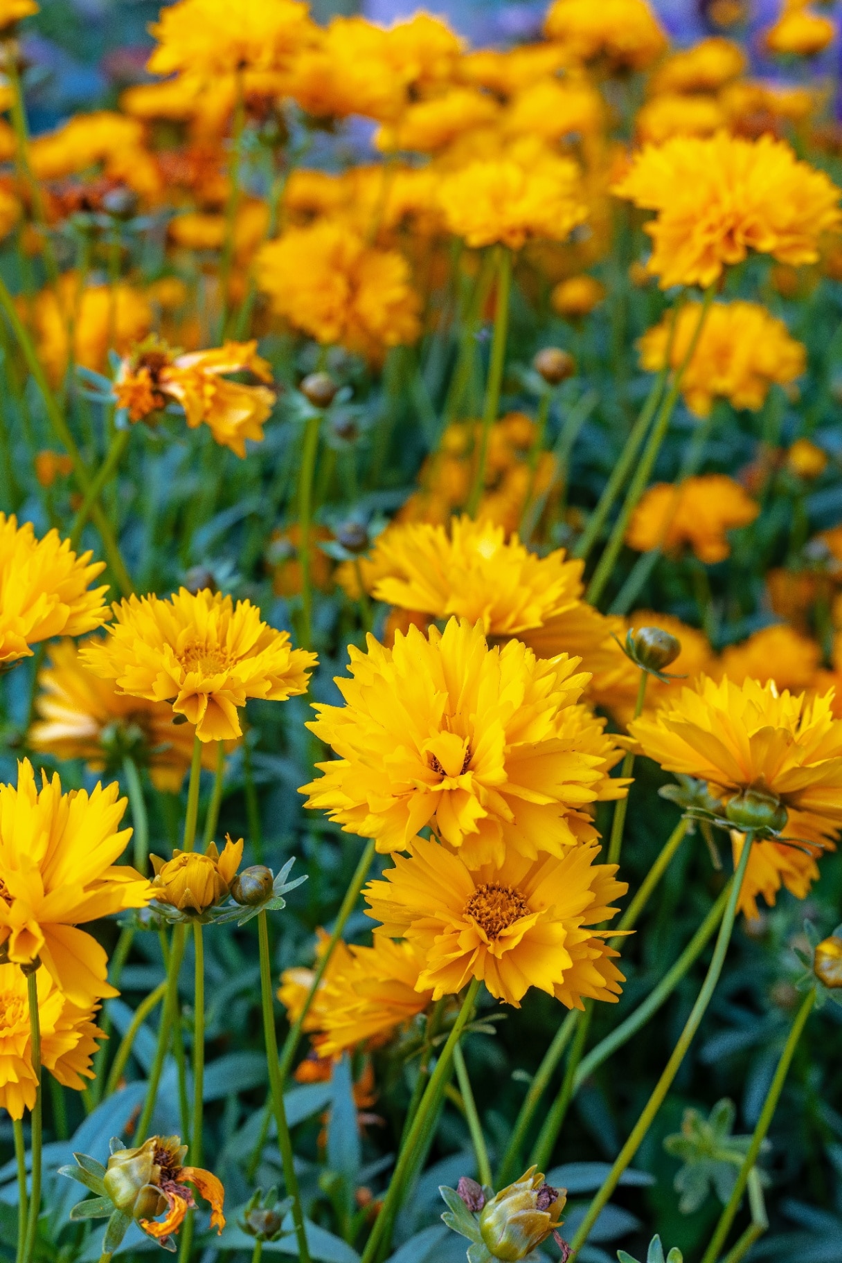 Coreopsis