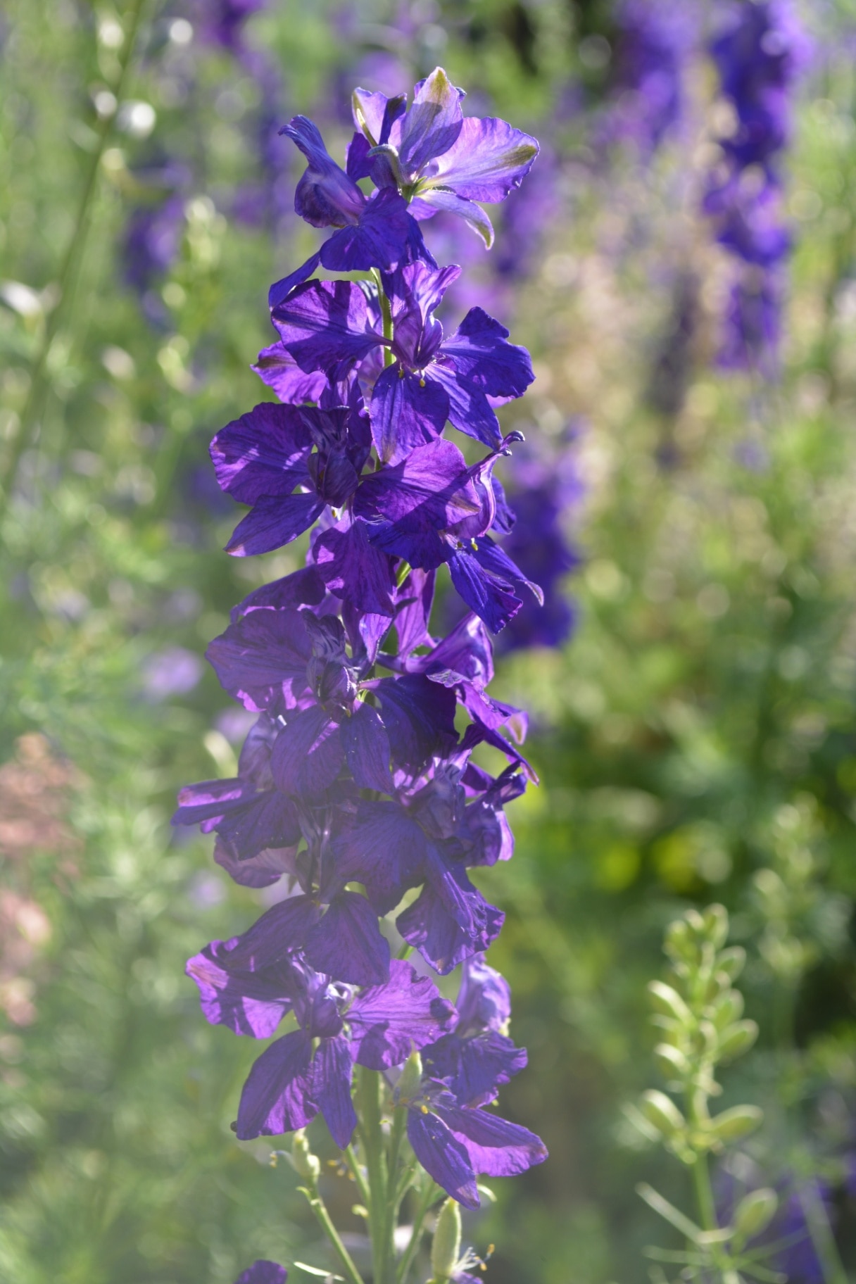 Delphinium grandiflorum is a species of Delphinium known by the common names Siberian larkspur and Chinese delphinium. There are several popular cultivars in several colours.