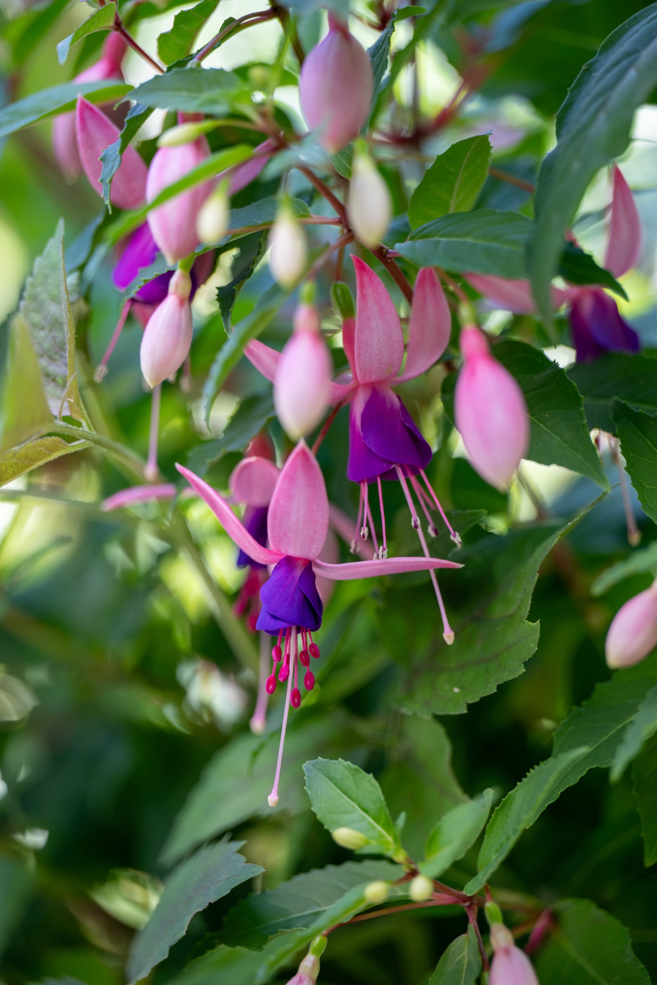 Light Pink Fuchsia Blooming in Garden