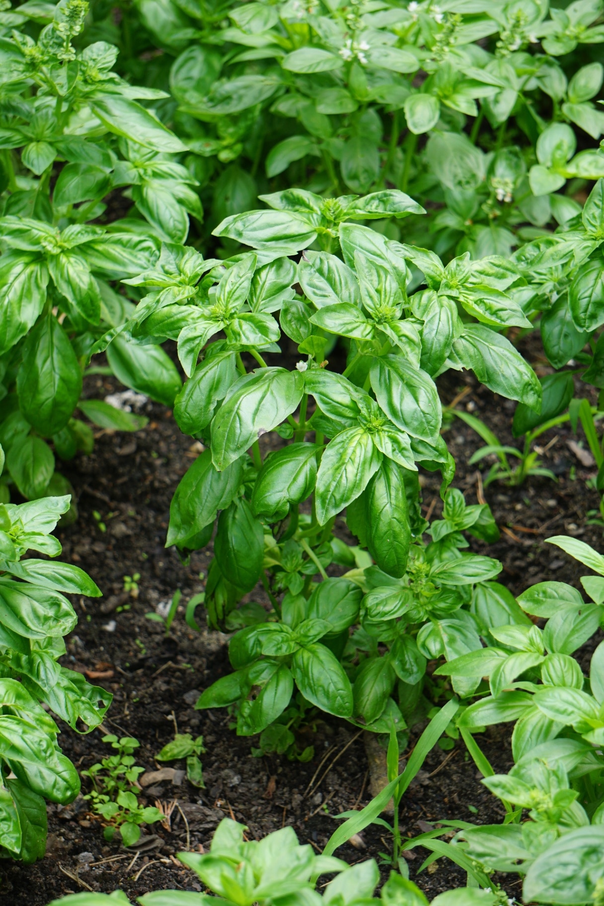 Fresh basil grows lushly in an organic garden surrounded by natural greenery. 