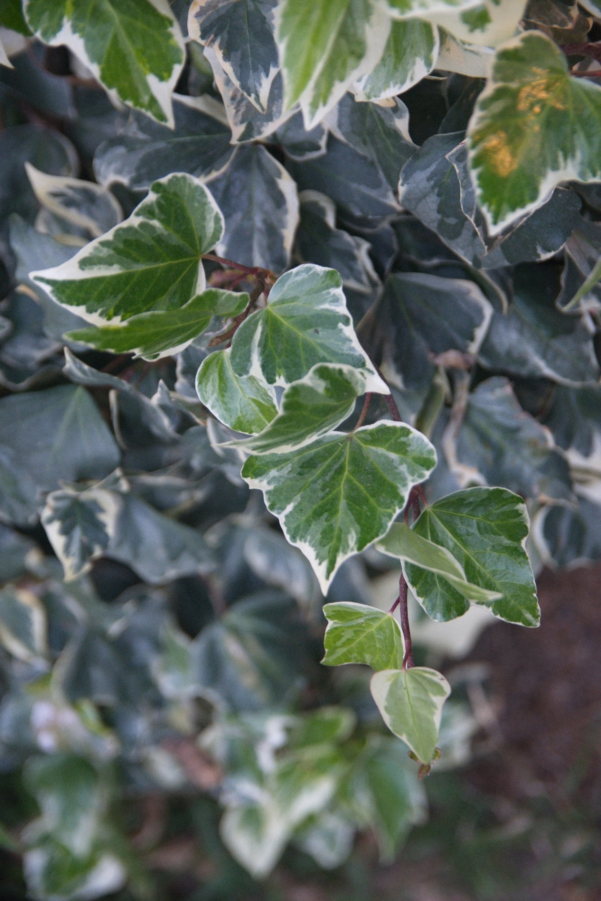 Hedera helix foliage, variegated leaves