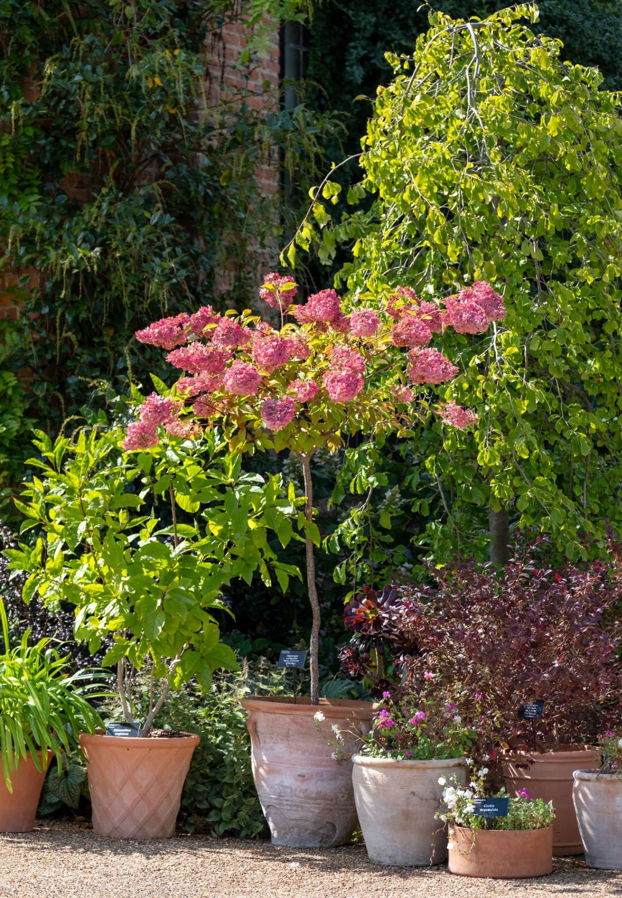 Flower pots including one with tall pink hydrangea plant at Wisley garden, Surrey UK.