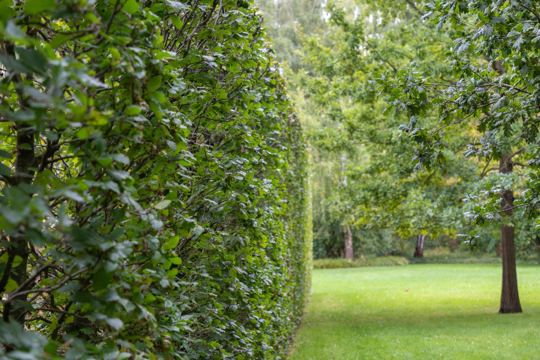 Dense beech hedge Fagus sylvatica borders a green park.