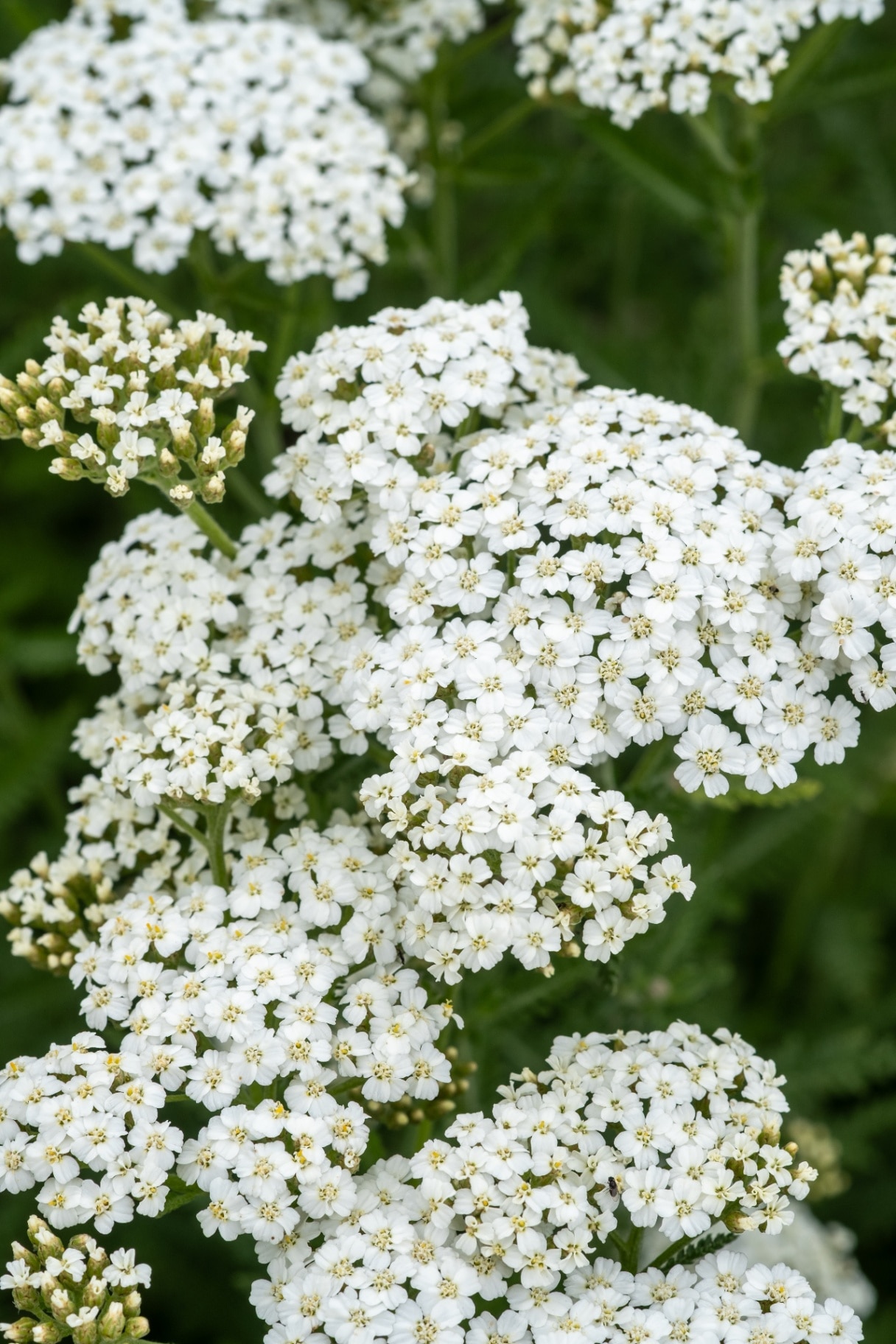 Achillea millefolium Schneetaler, white flowering perennial