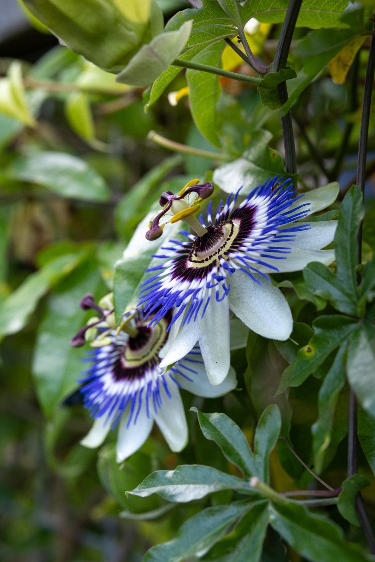 Close-up of a blue passionflower