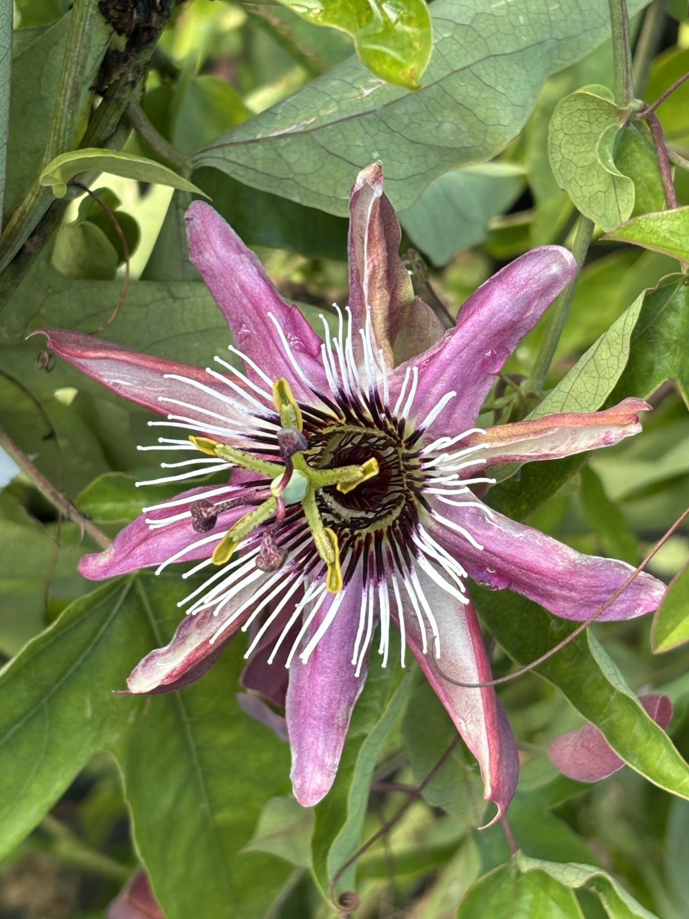 Passiflora 'Violacea Victoria'