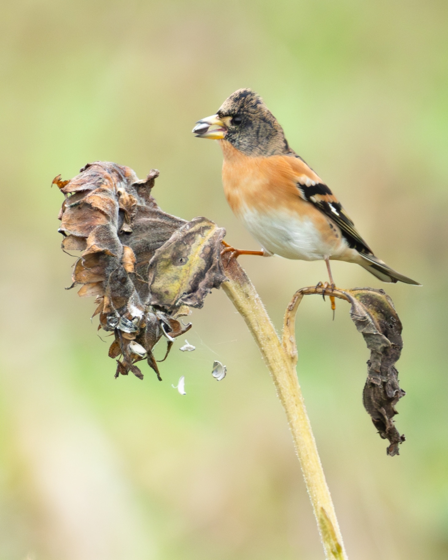 Brambling: A colorful finch with a bright orange breast, white belly, and patterned wings, perched naturally in a woodland
