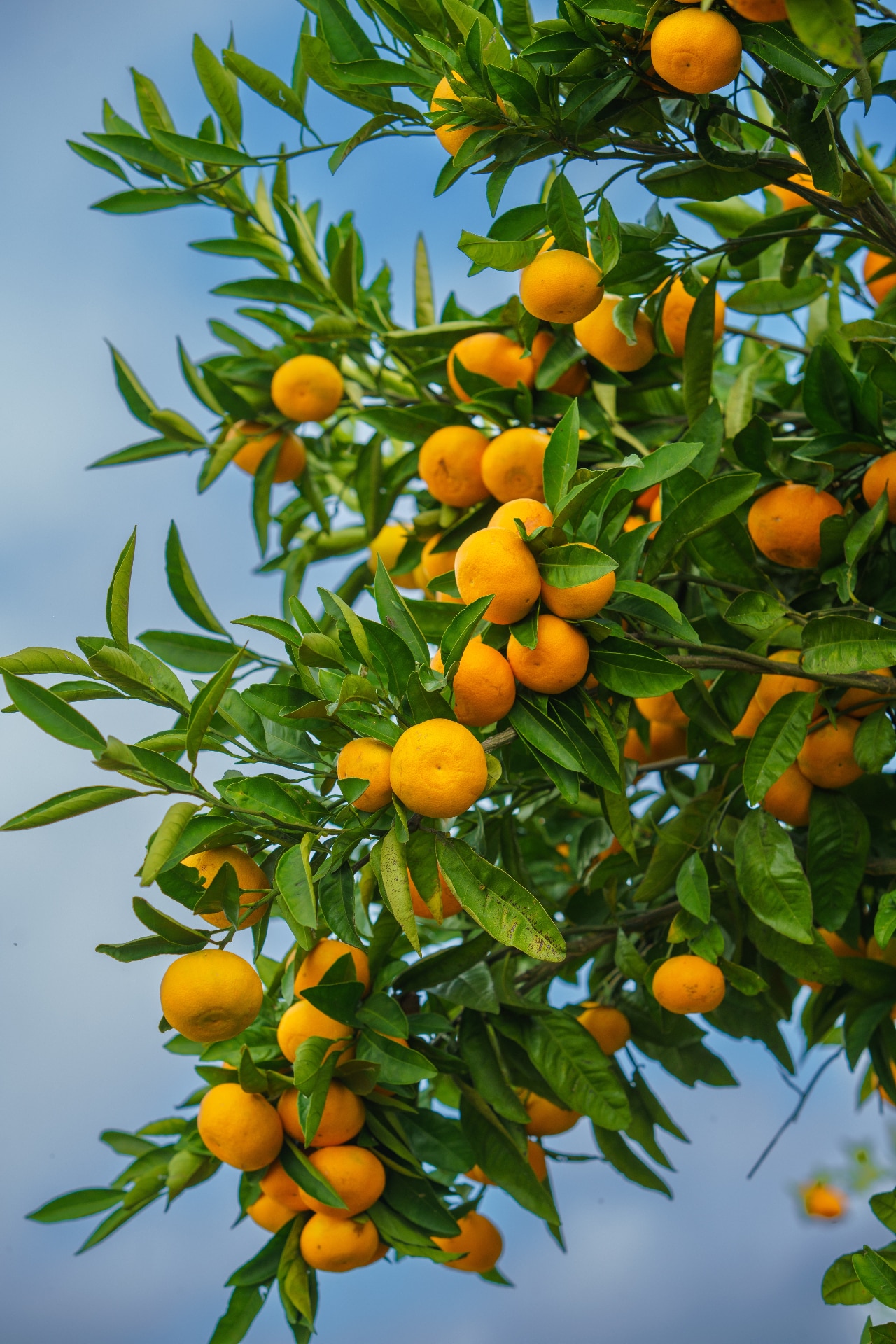 Close-up of a tangerine tree branch heavy with ripe orange fruits.