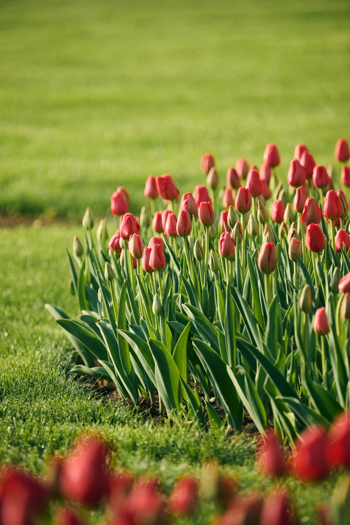 Colorful tulips blooming in a row on a perfectly manicured green lawn
