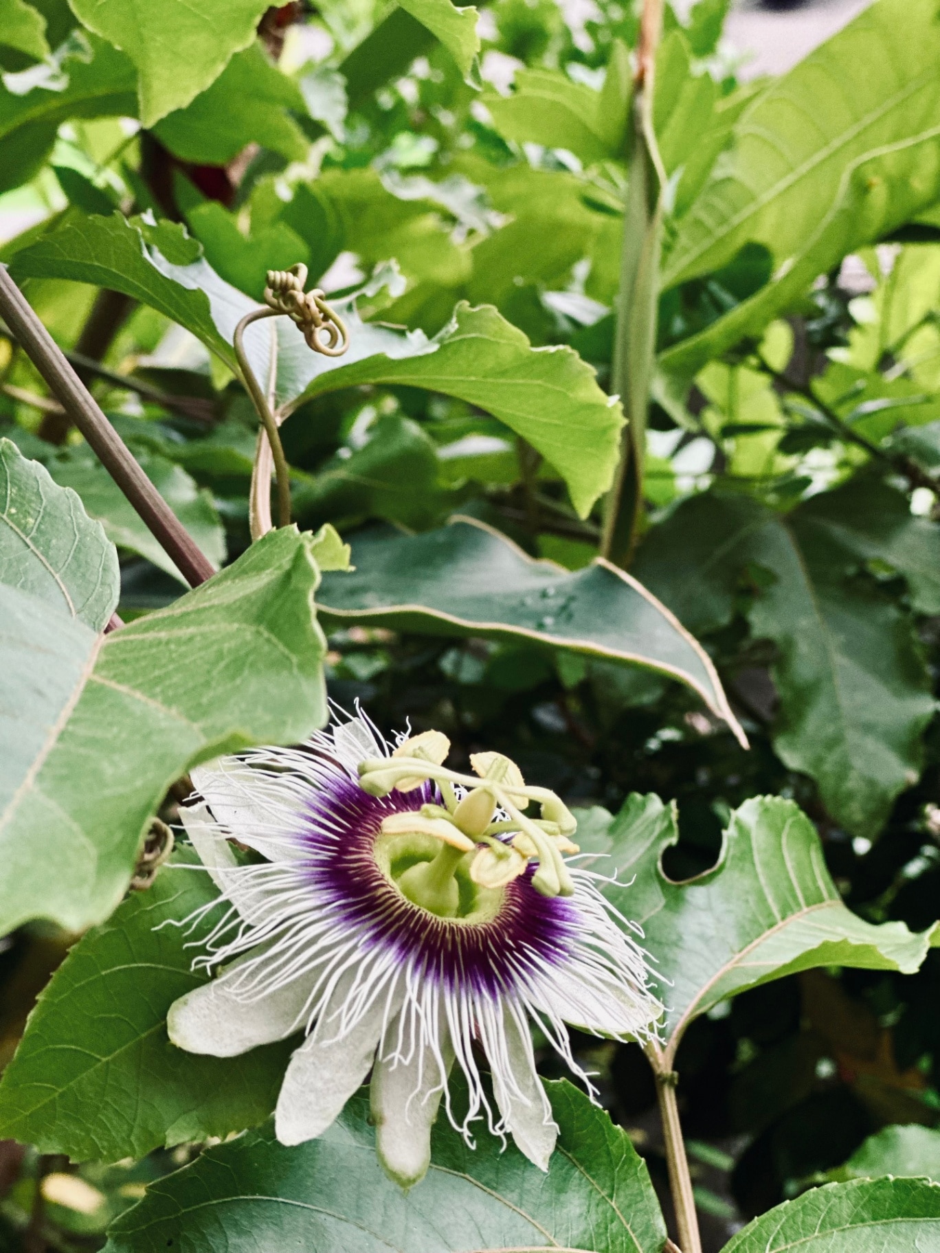 Passionflower blossom growing on green vine in natural garden setting
