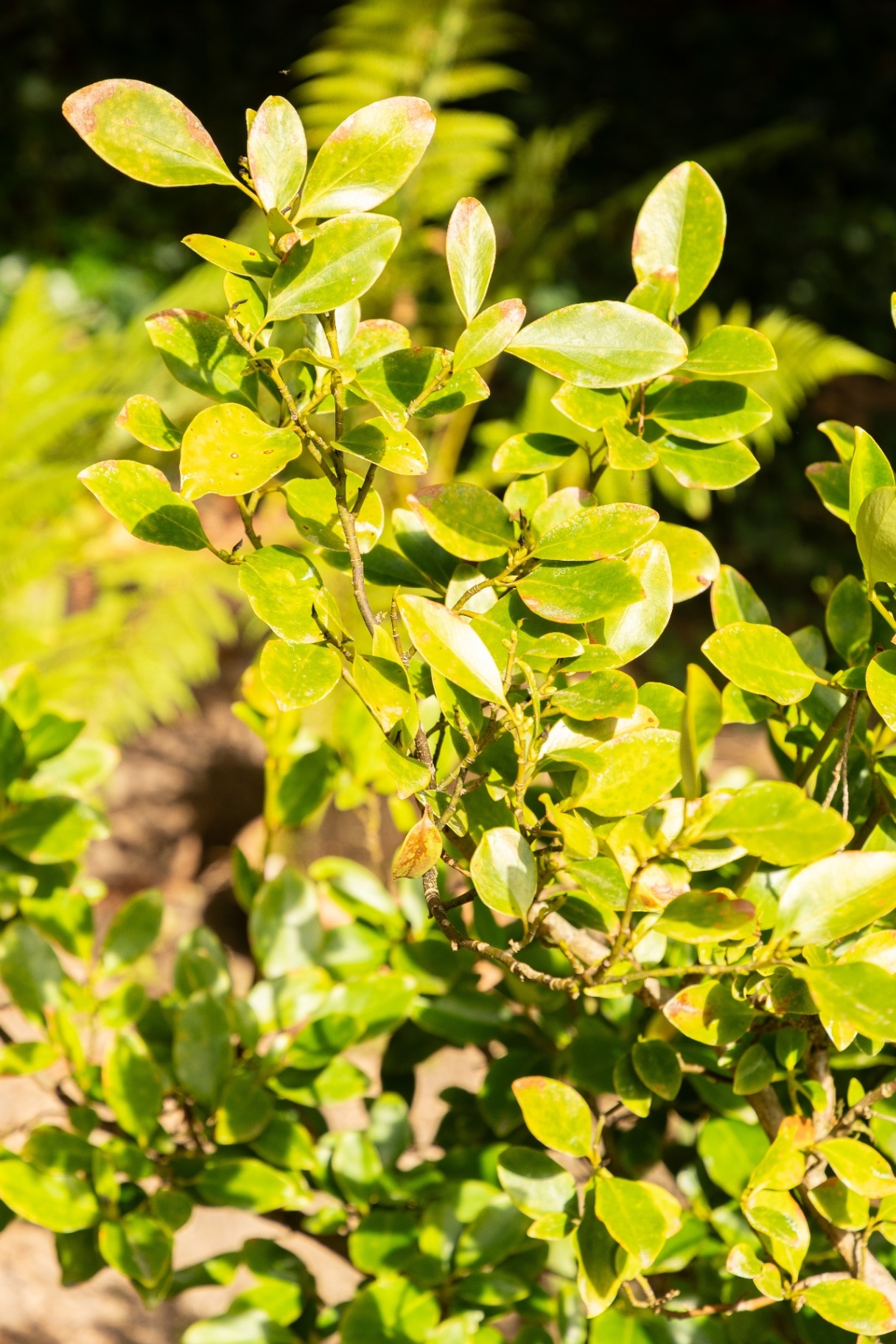 Griselinia littoralis