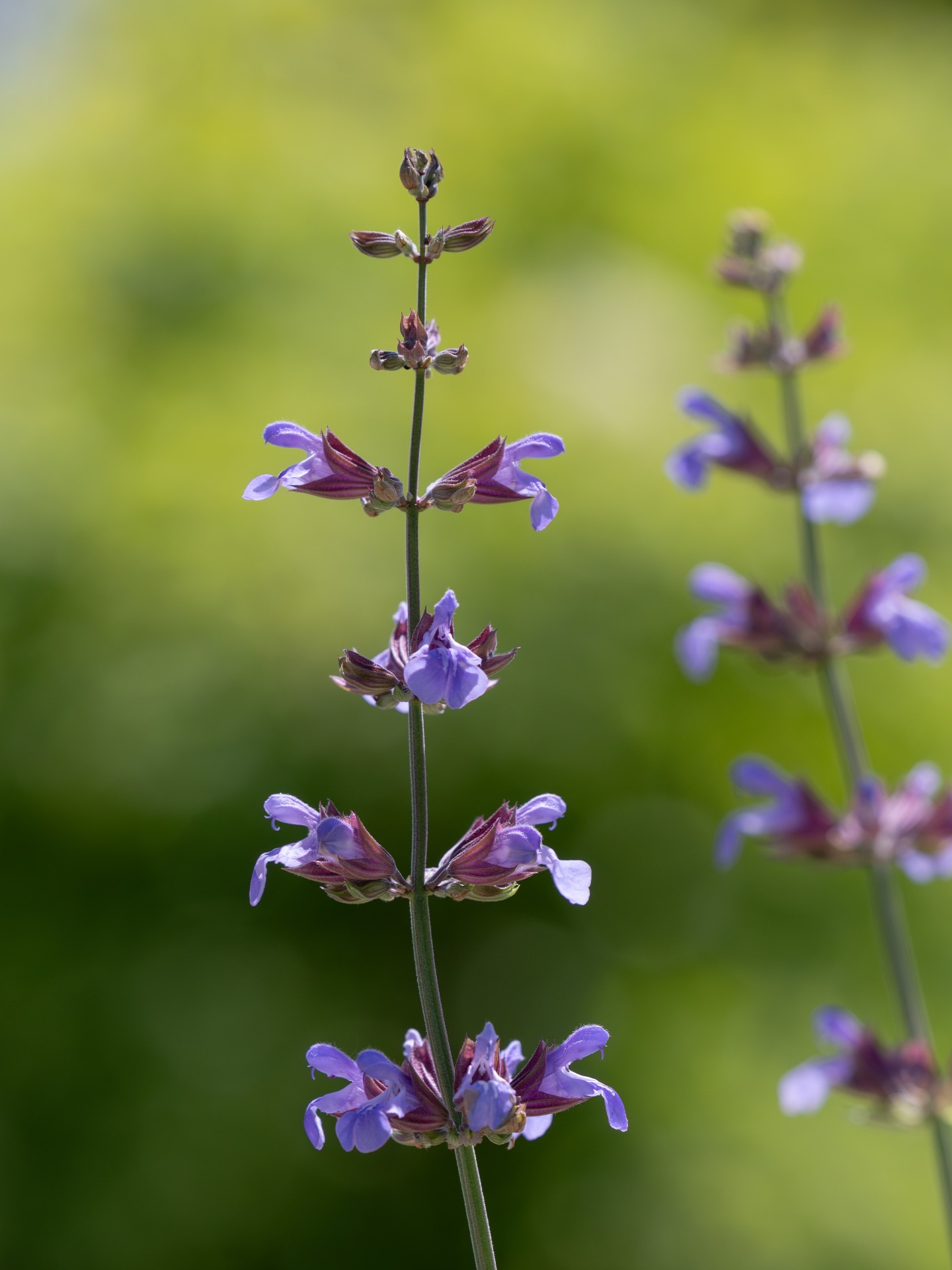 The purple sage flower spikes