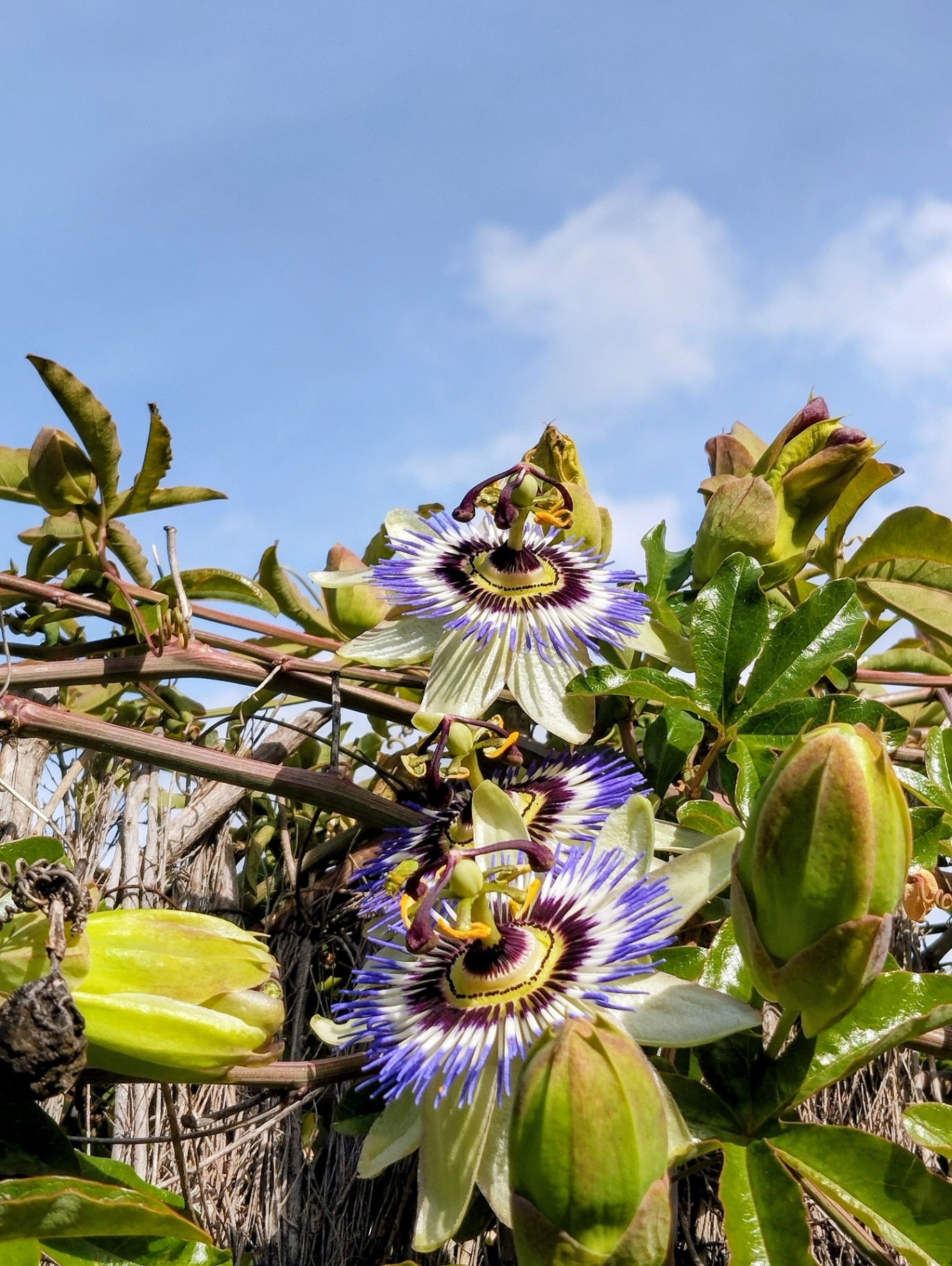 Passionflower in full bloom in spring