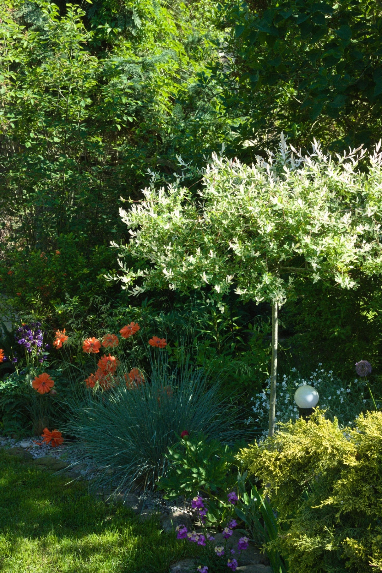 Hakuro tree and poppy seed flowers in a garden
