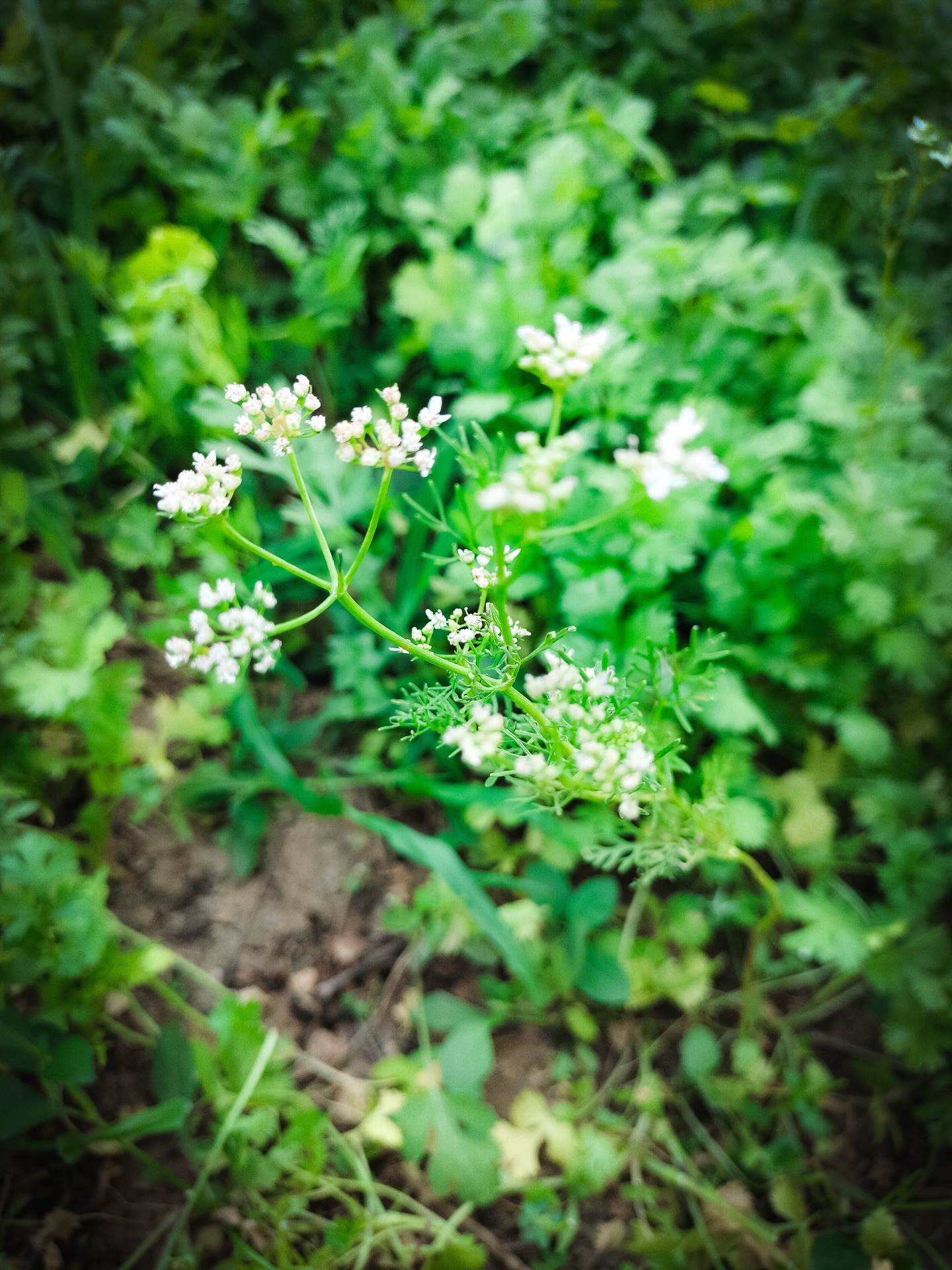 Fresh green coriander plant with tiny white flowers growing in an organic farm during springtime. - new 2026