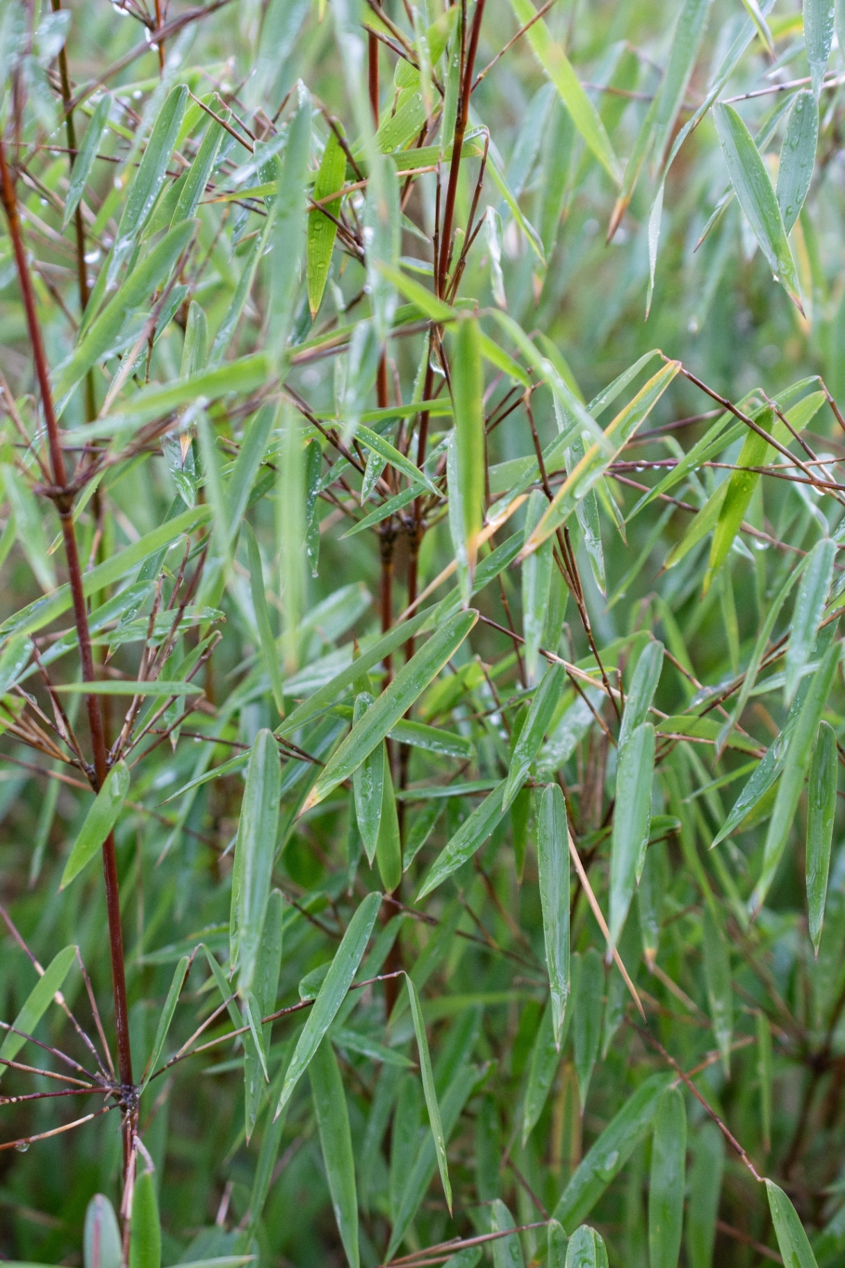 Bamboo (Fargesia varieties)