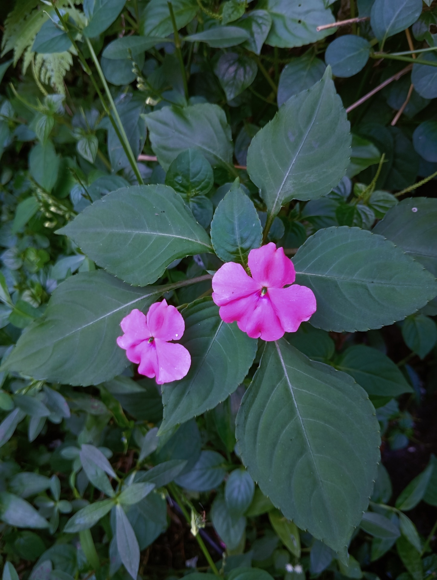 Beautiful busy lizzie or pink balsam twin blossoms growing wild in a lush tropical garden